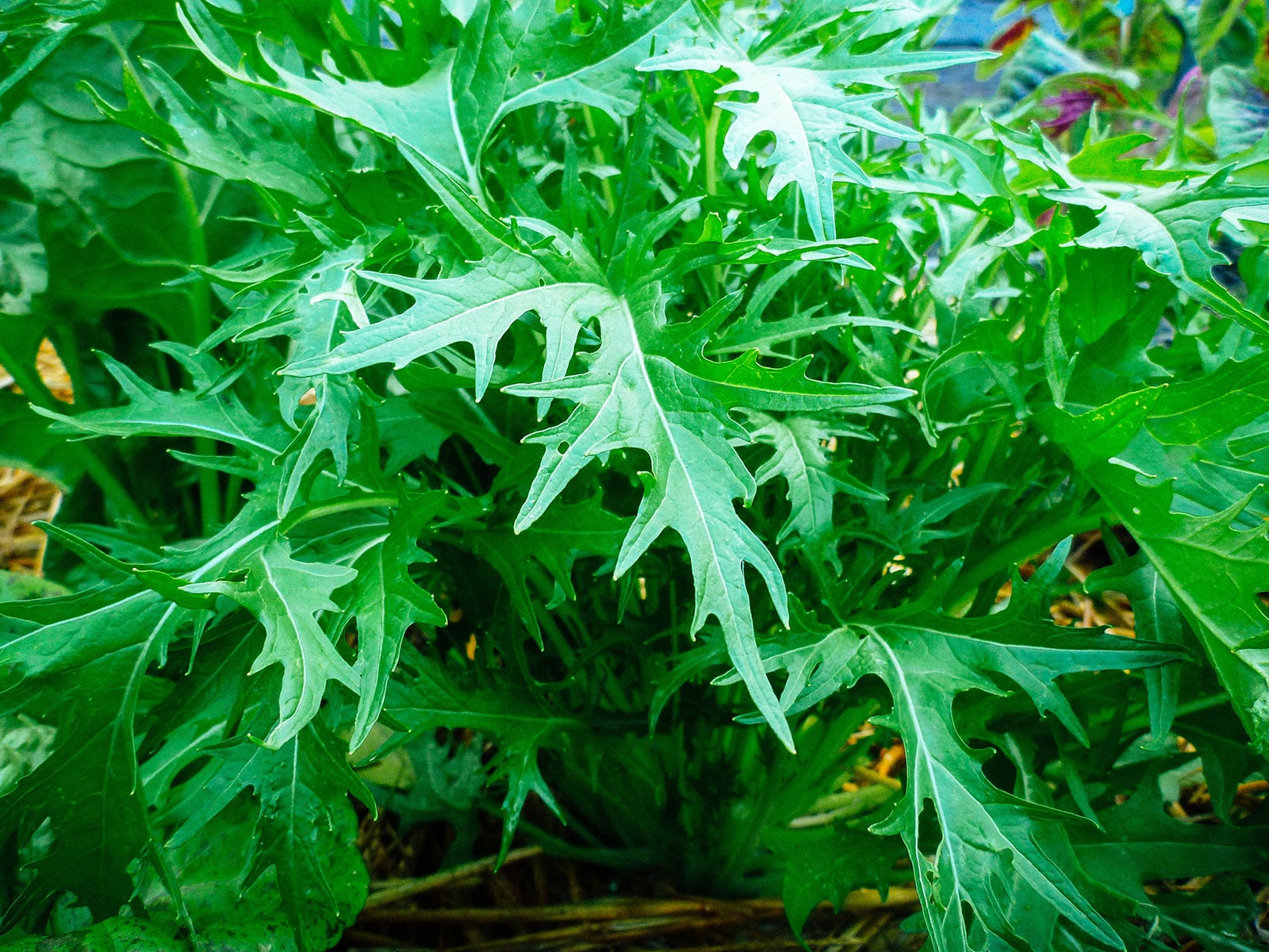 Close-up of serrated leaves on green mizuna plant