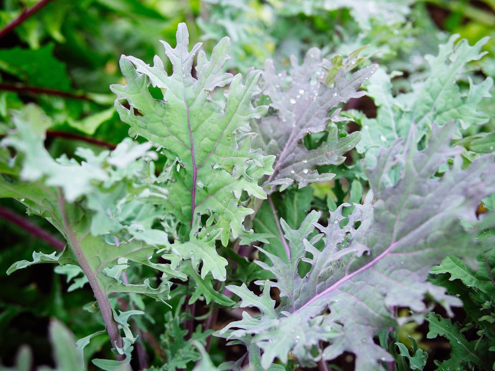 Close-up of frilly green and purple kale leaves