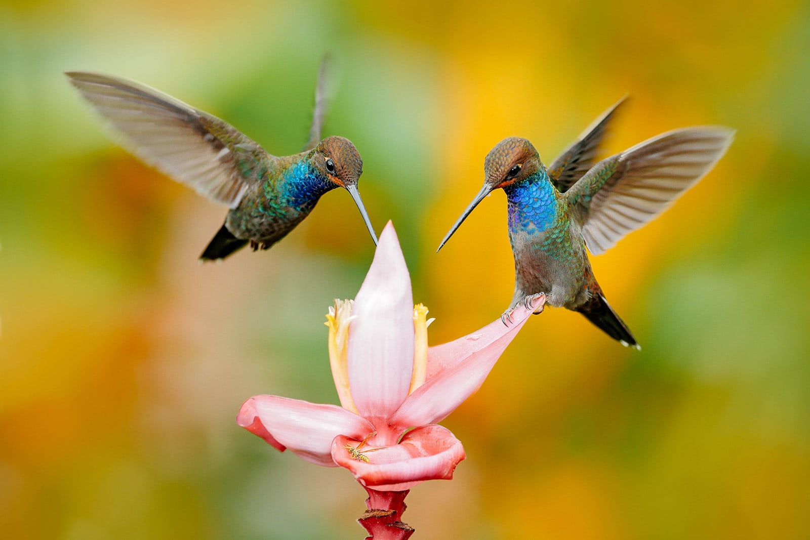 Two hummingbirds drinking from a pink flower
