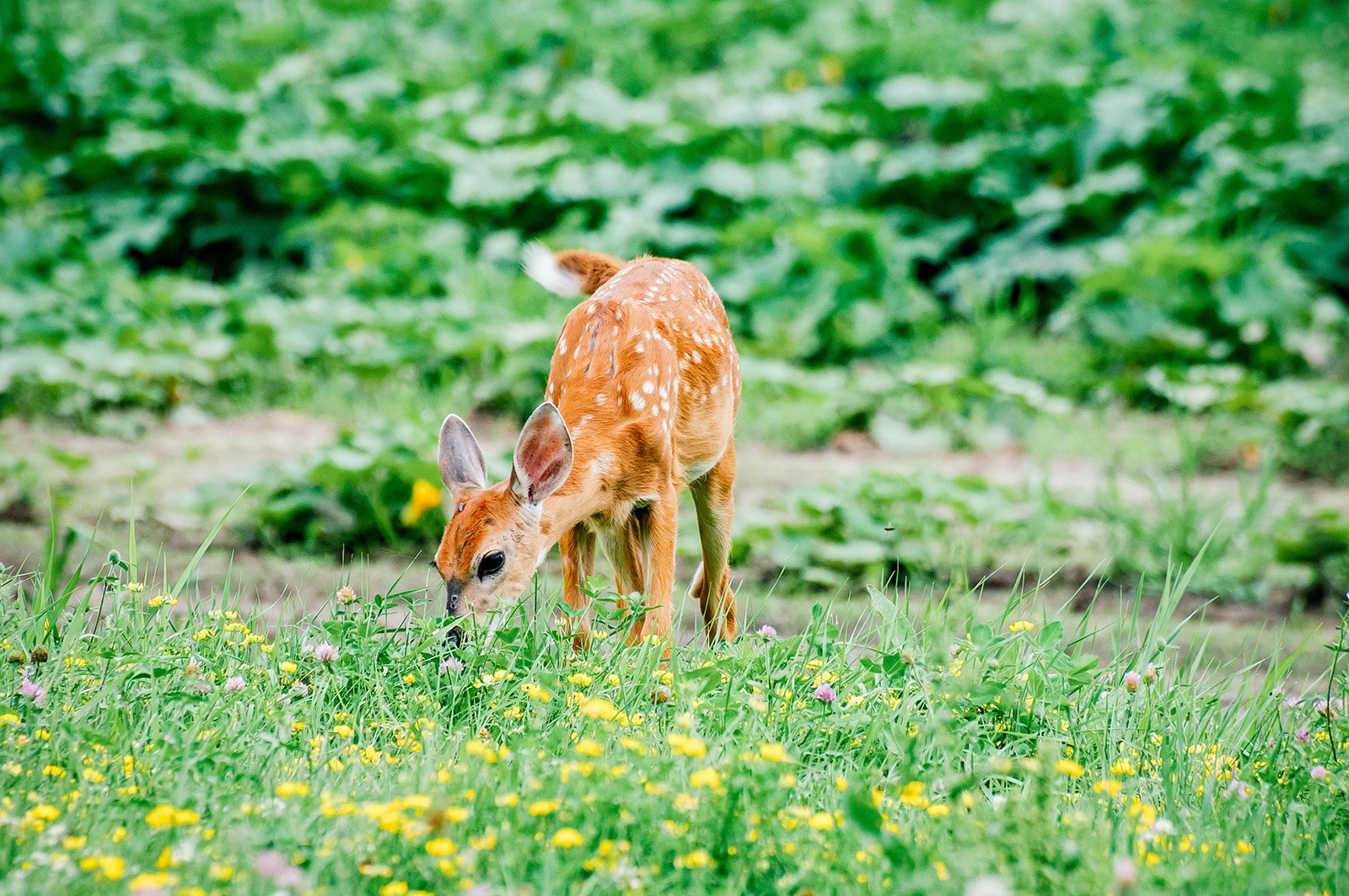 A fawn grazing in a flower garden