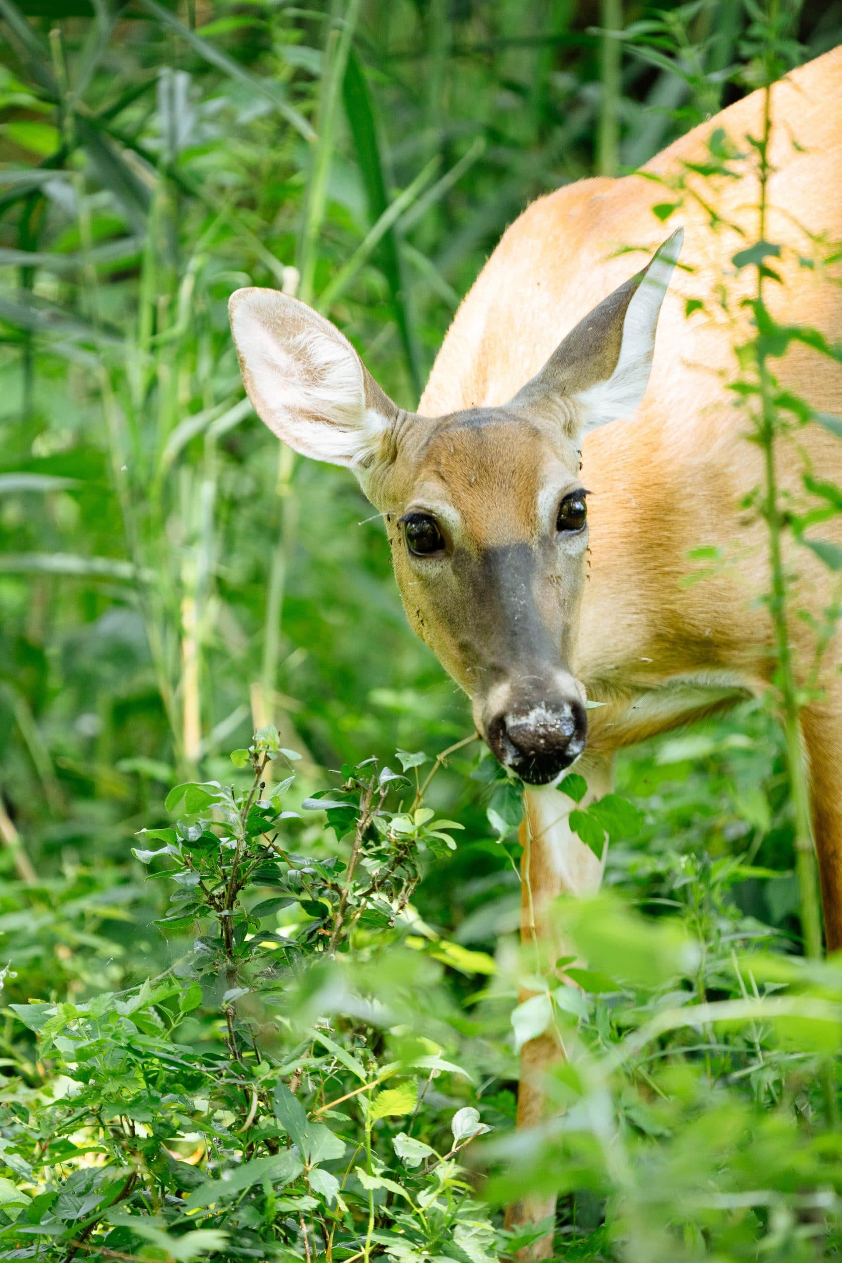 Deer eating leaves off a shrub