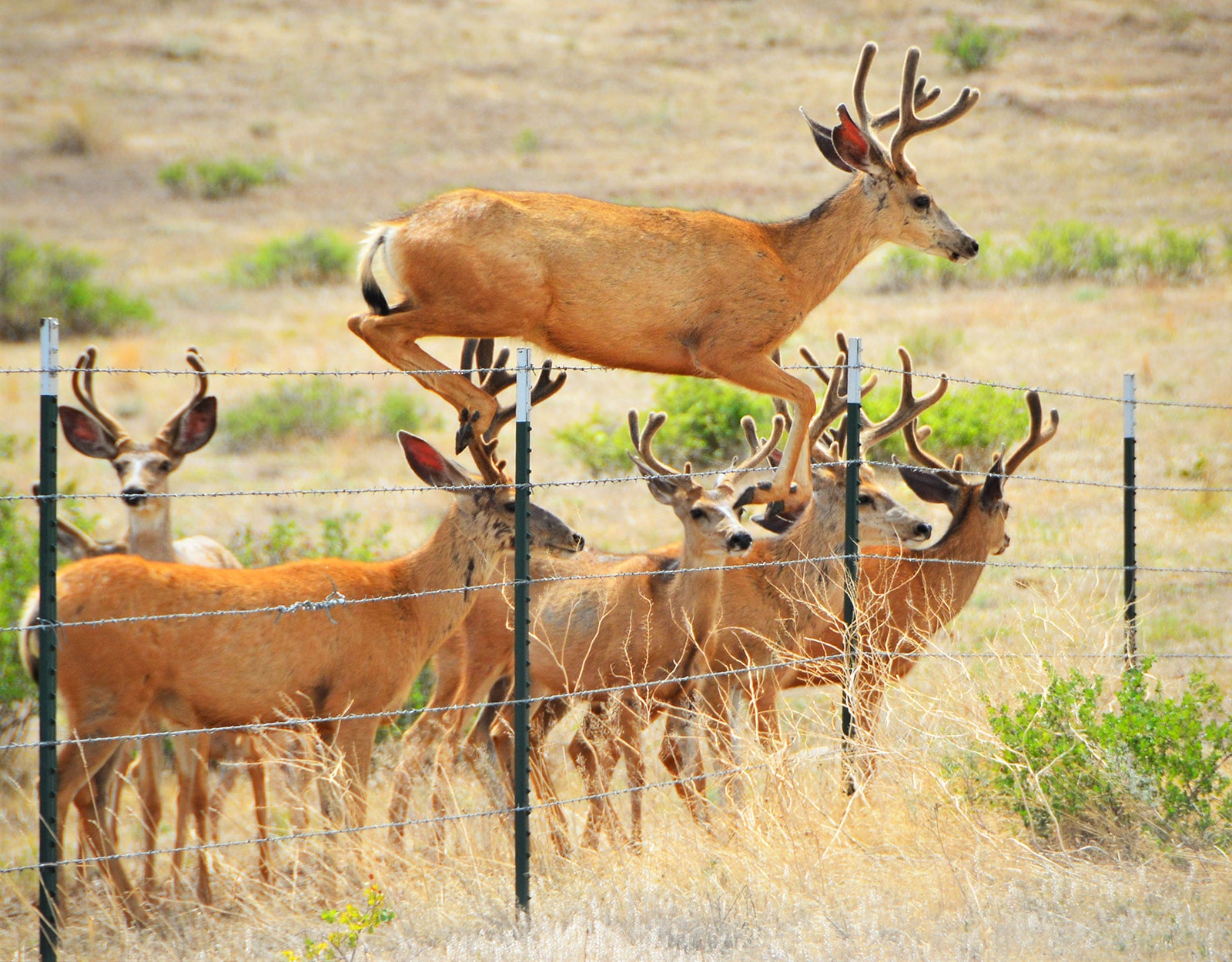 Deer jumping over a wire fence