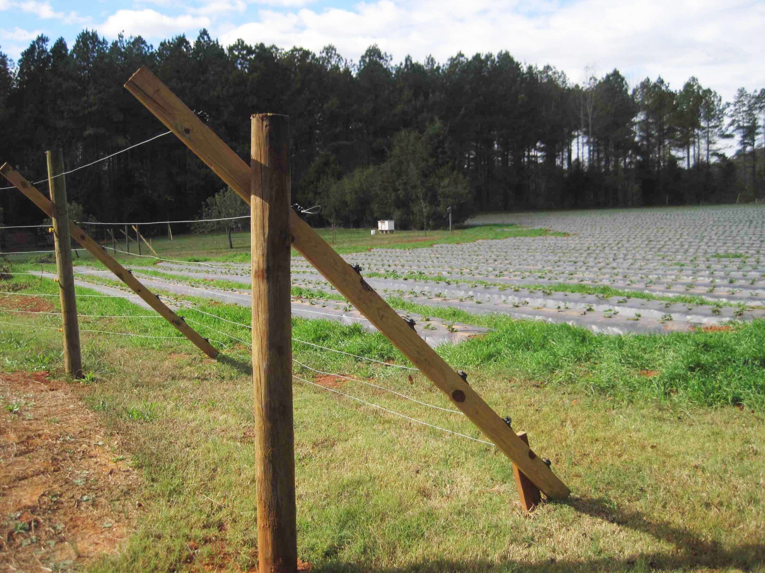 Slanted wire deer fence protecting a farm field