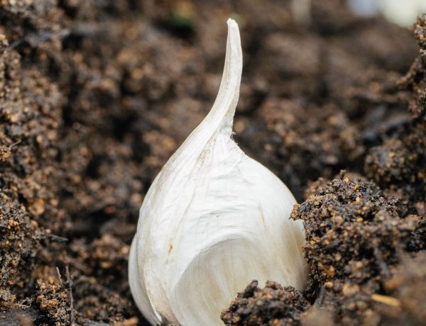 Get your garlic on: planting and growing garlic the easy way