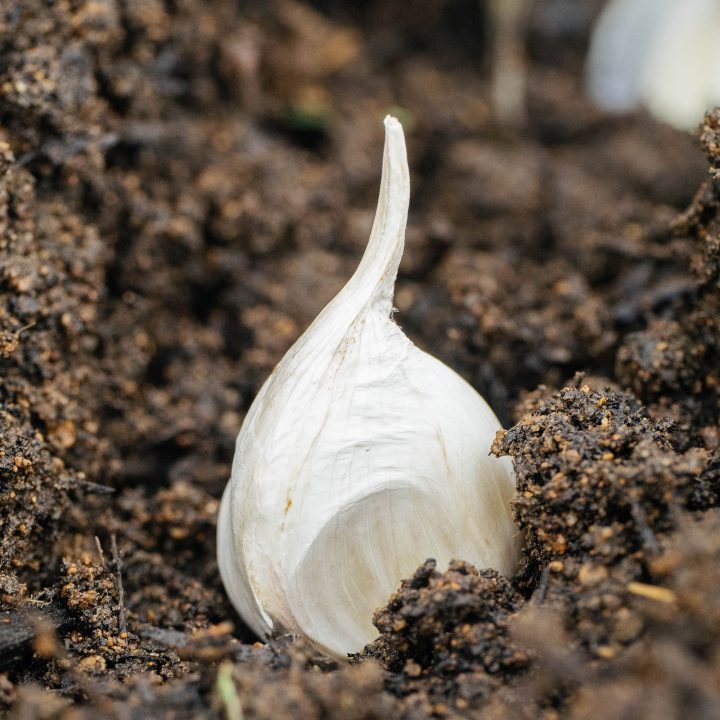 Get your garlic on: planting and growing garlic the easy way