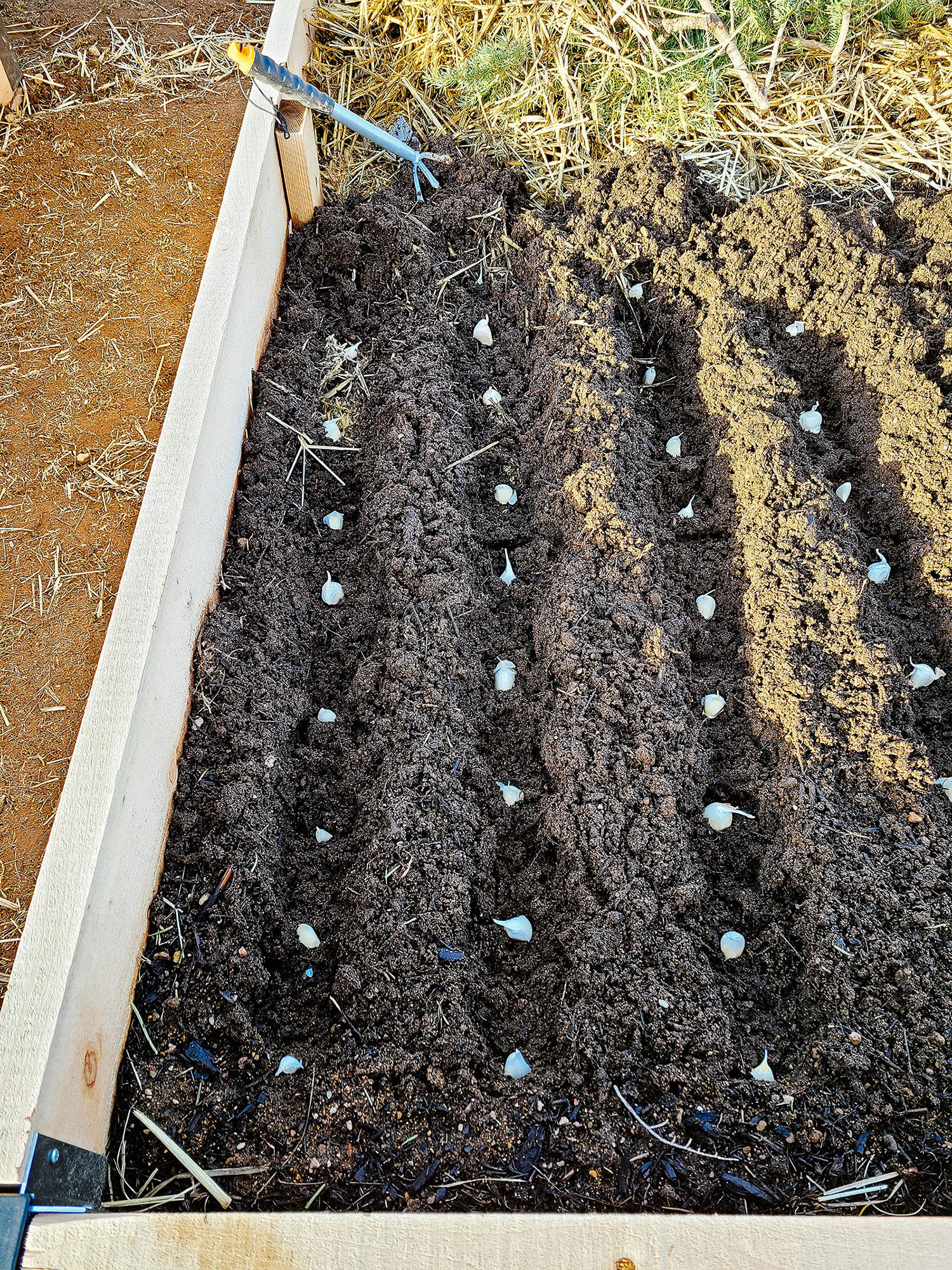 Garlic cloves planted in rows in a raised bed