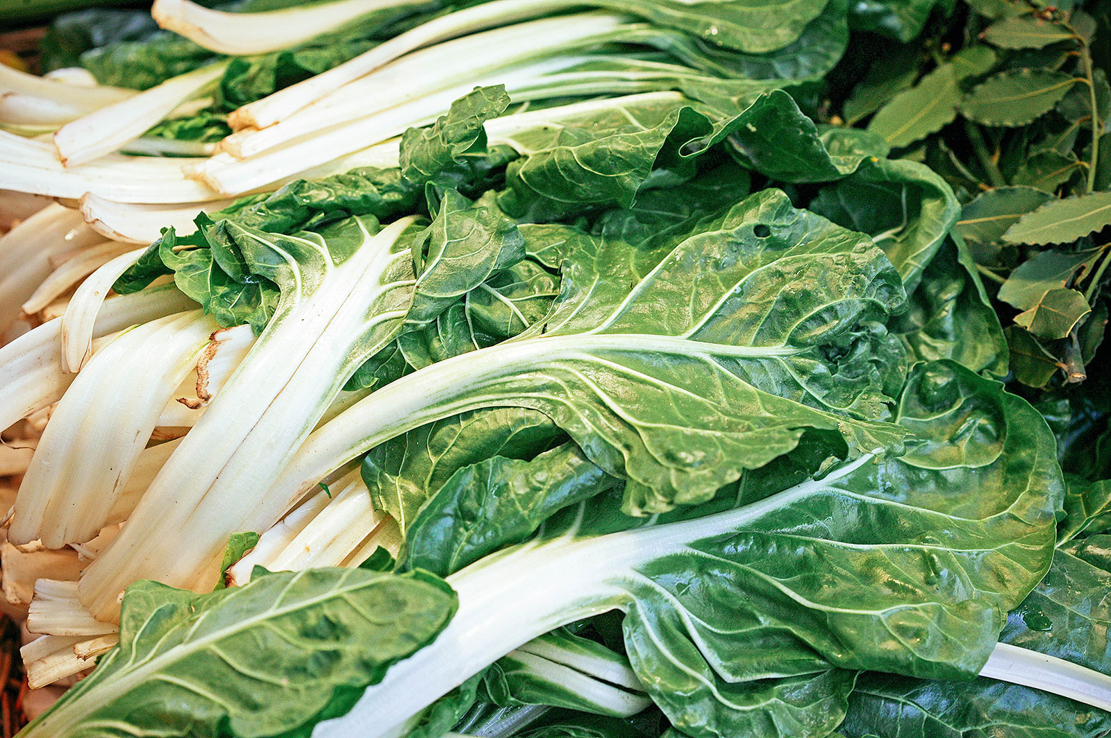 Pile of Fordhook Giant chard leaves
