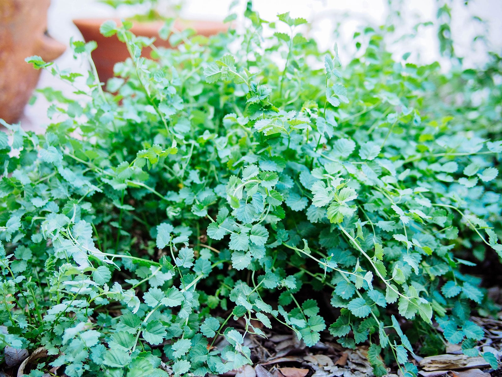 Cold-hardy salad burnet plant in a garden