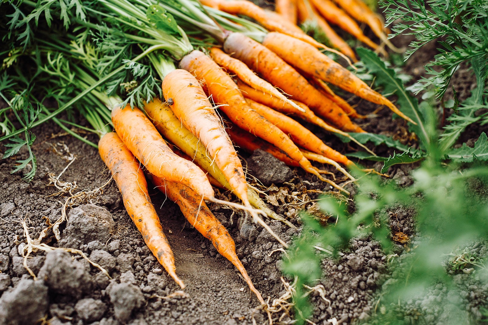 Freshly harvested orange carrots in a garden