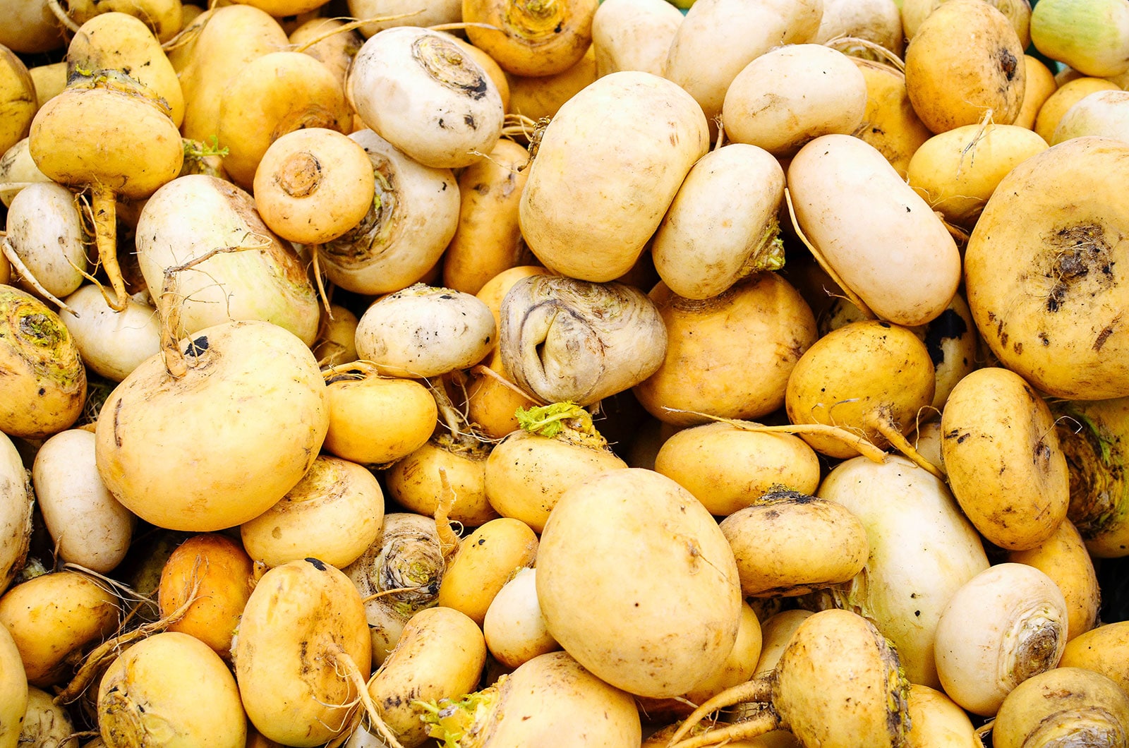 Large pile of golden turnips
