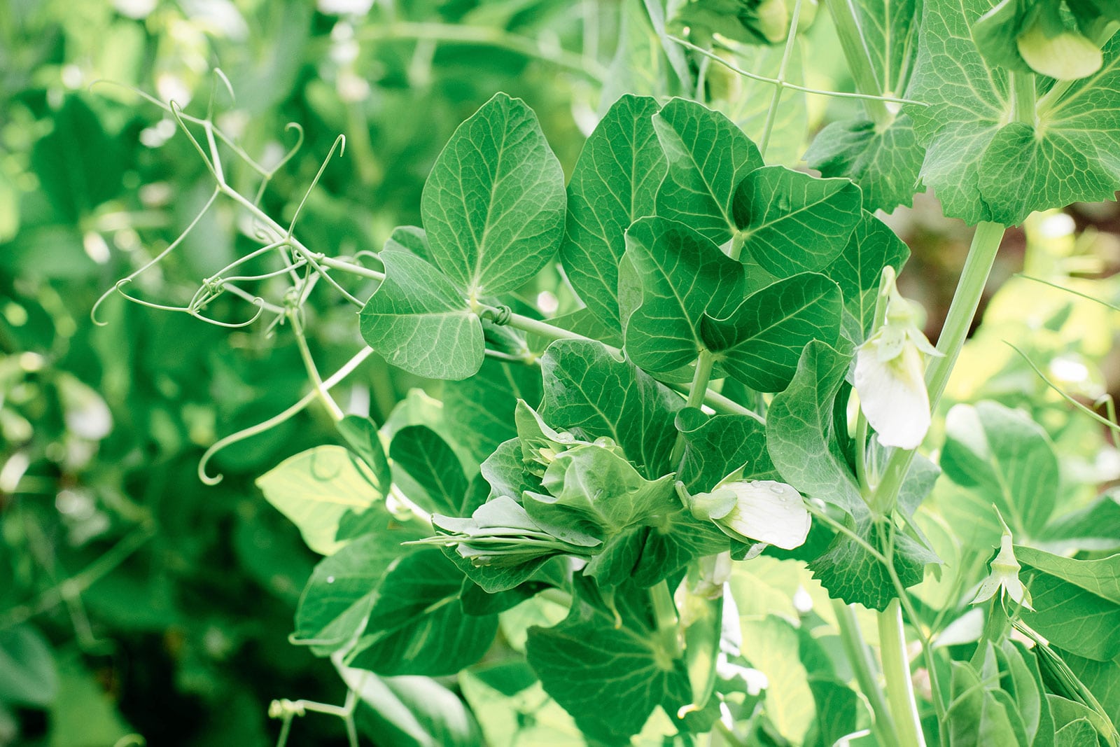 Cold-hardy Austrian winter pea plants in a garden