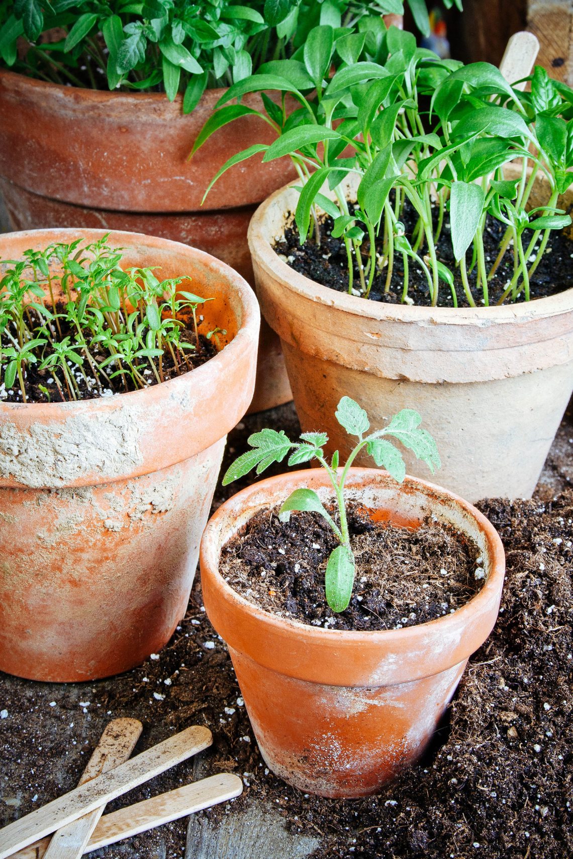 Easiest vegetables to grow indoors year round—no grow lights needed