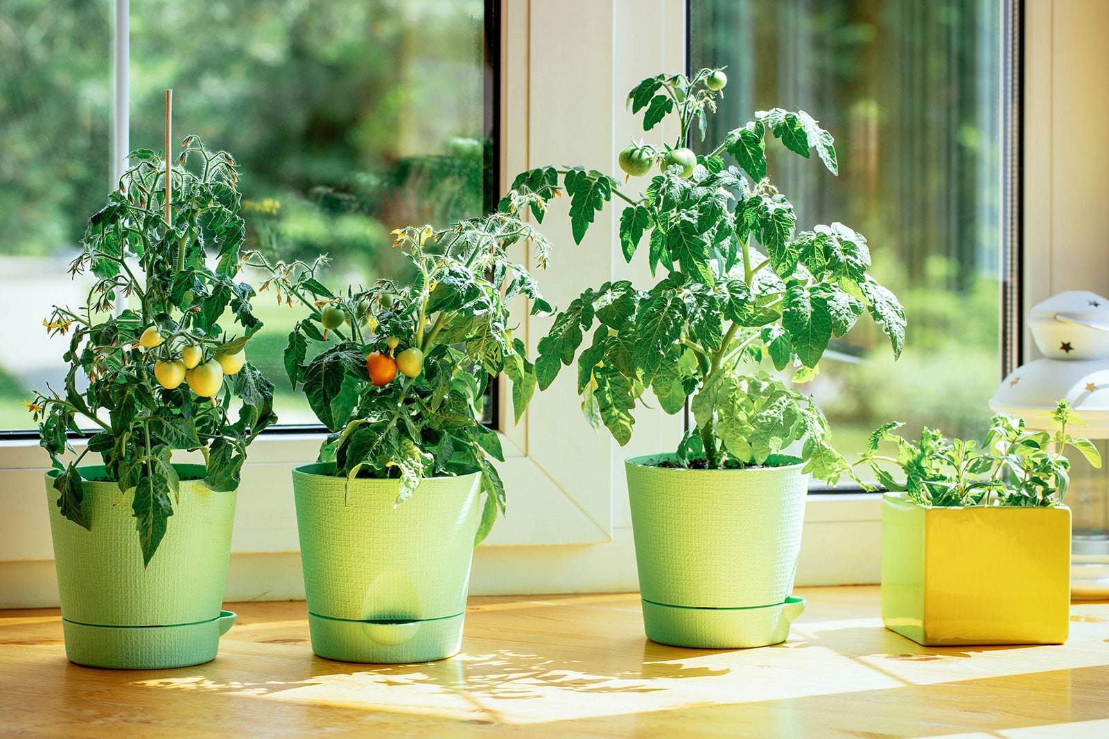 Potted tomato plants growing in a sunny bay window