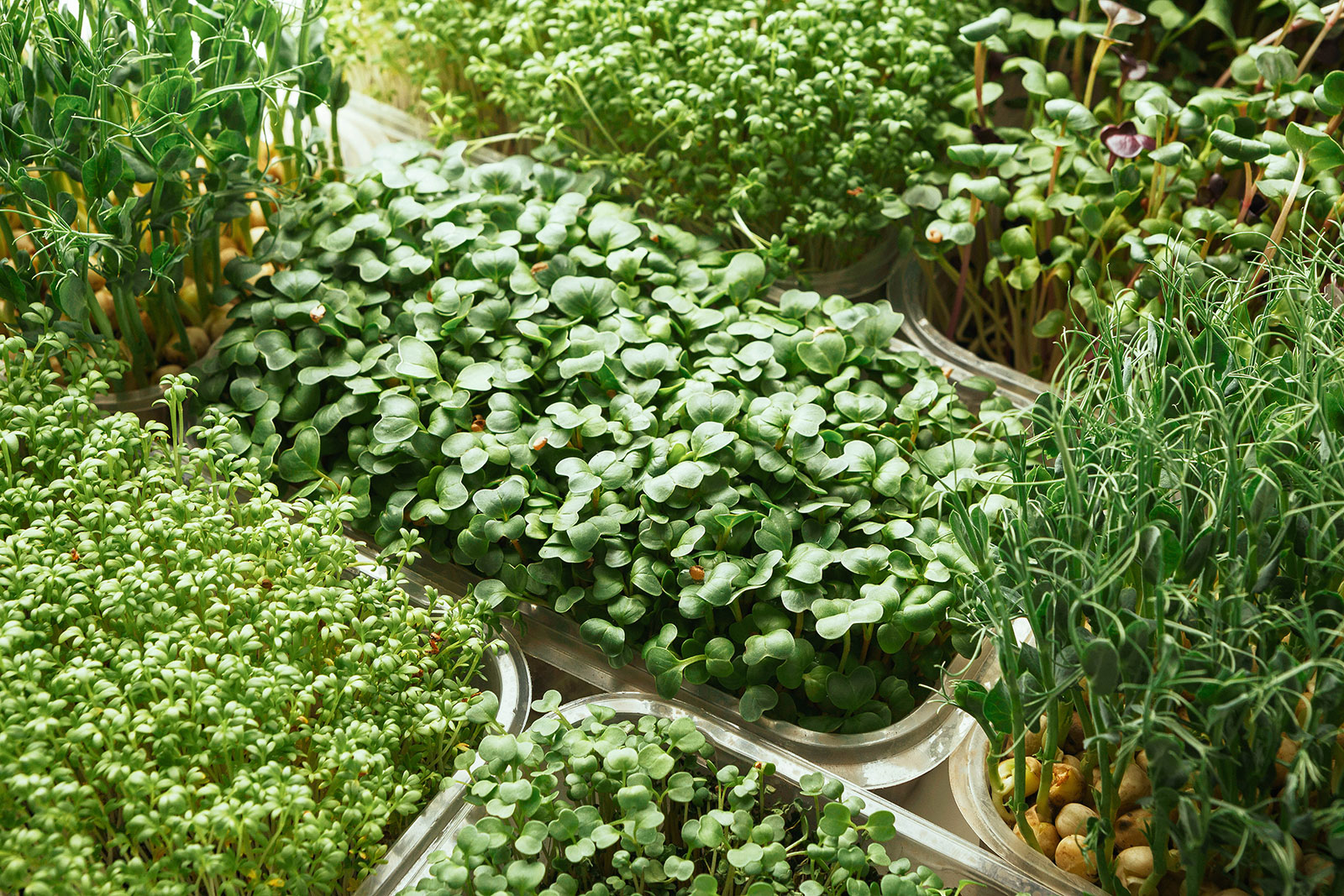 Trays full of microgreens growing indoors