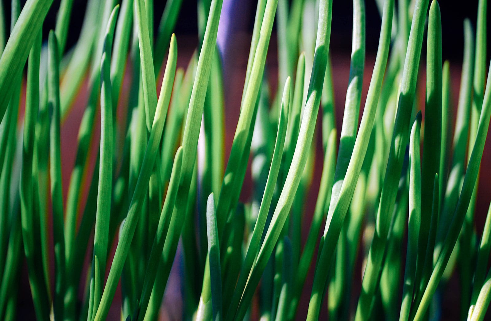 Close-up of scallion (green onion) leaves
