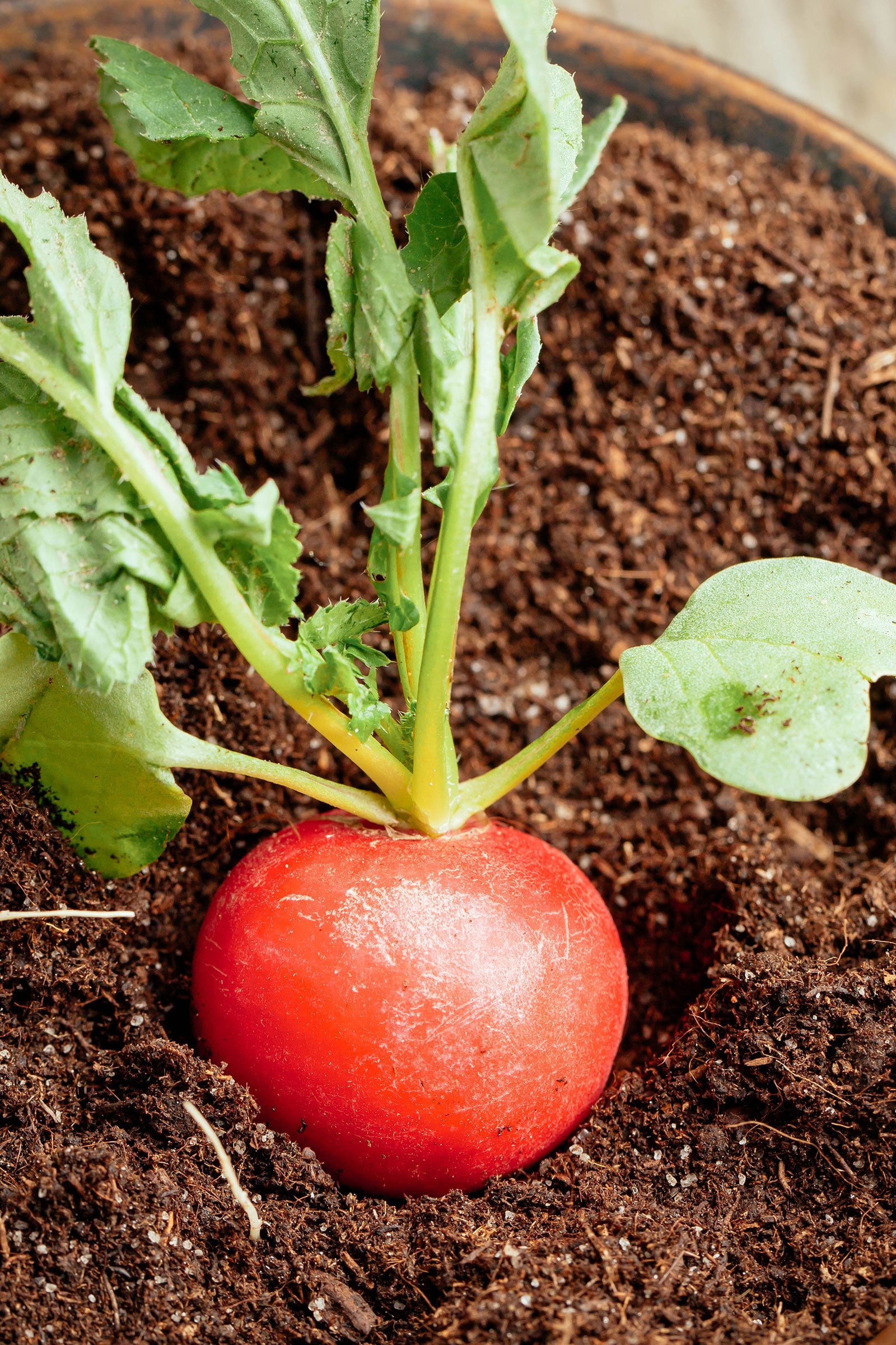 Red radish growing in a container