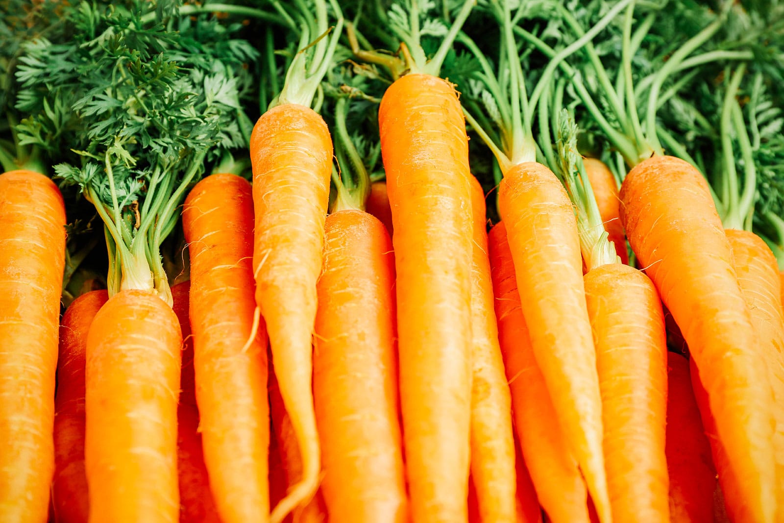 Orange carrots stacked on top of each other