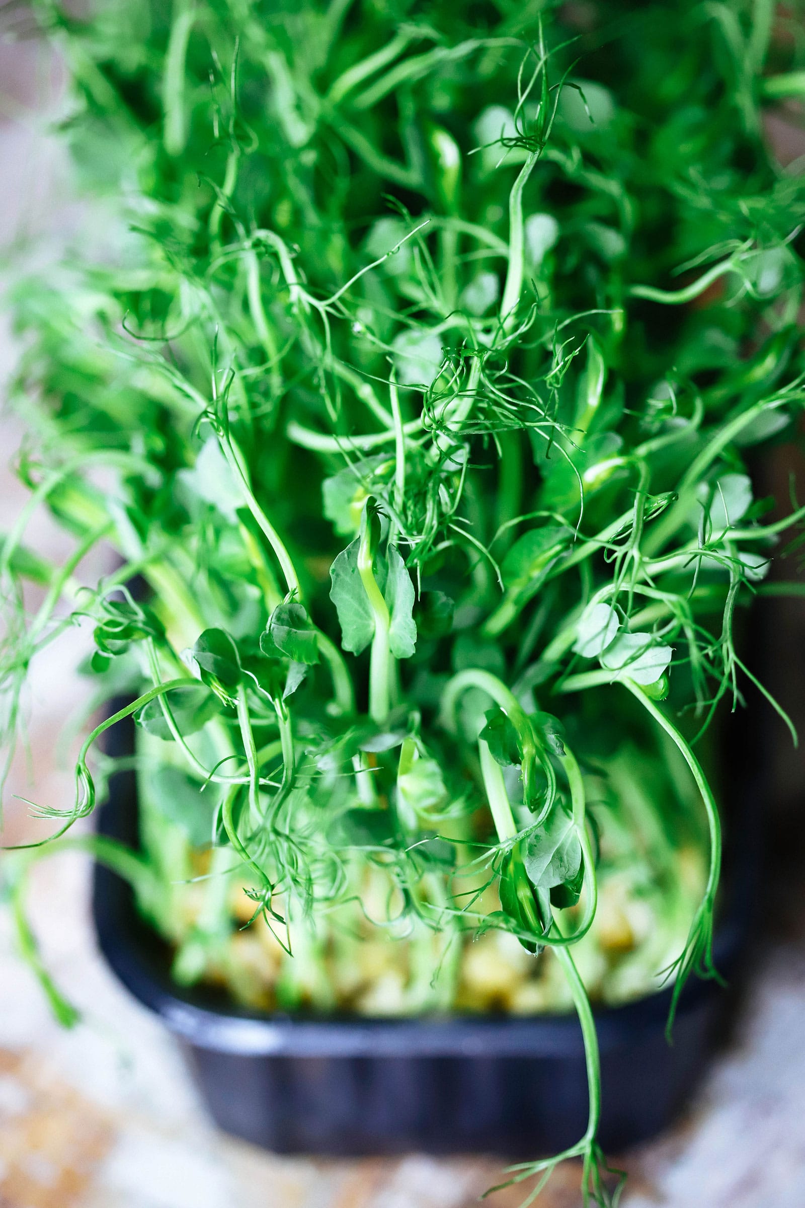 Pea shoots growing in a tray indoors