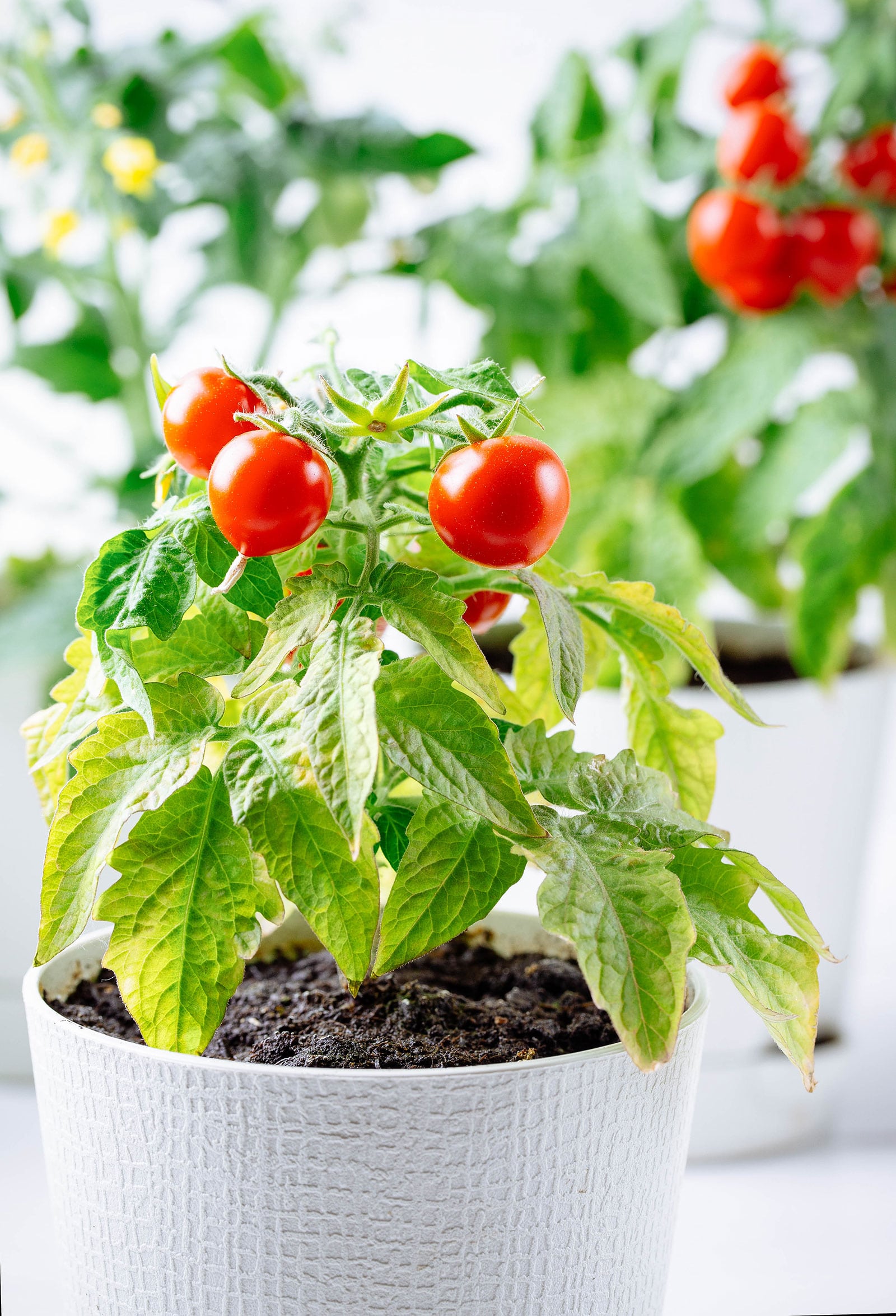 Micro tomato plants growing in containers