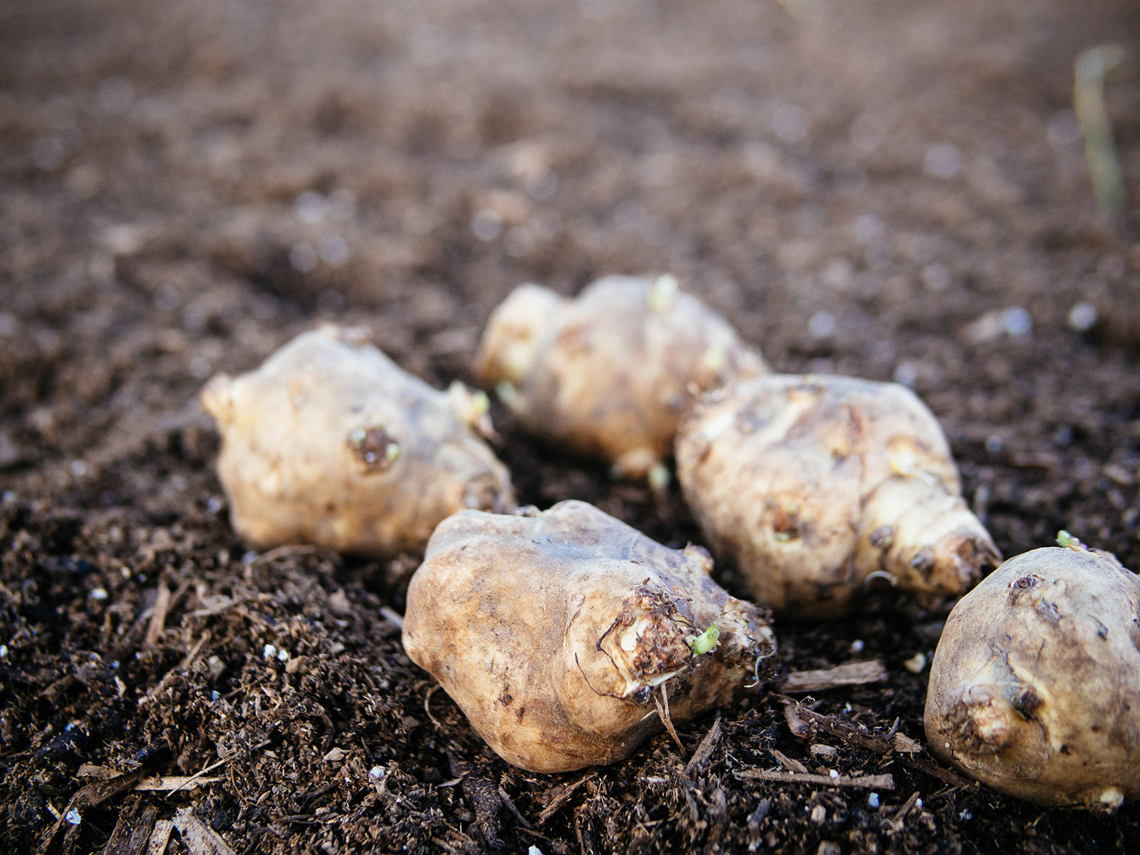 Jerusalem artichoke tubers laying on soil