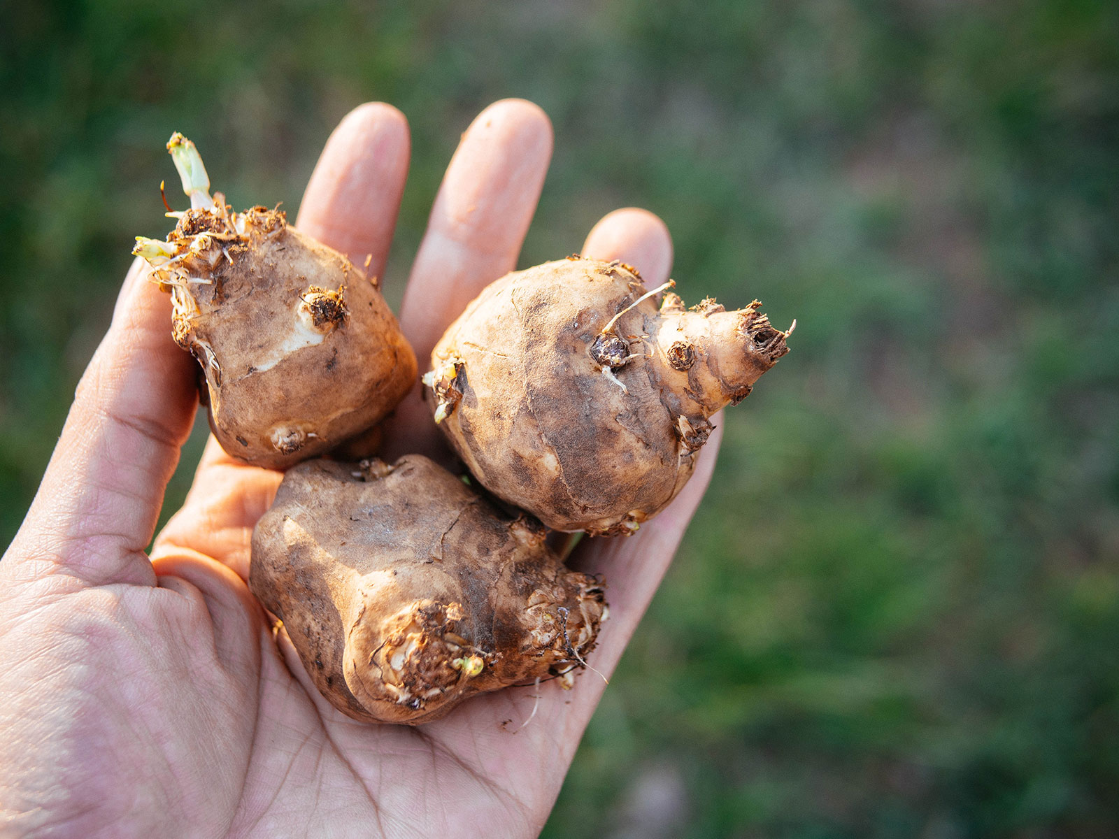 Hand holding three sunchoke tubers