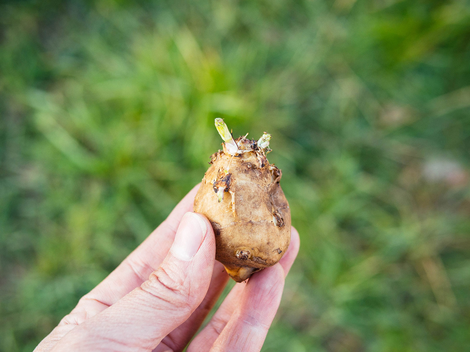 Hand holding a sprouted sunchoke tuber