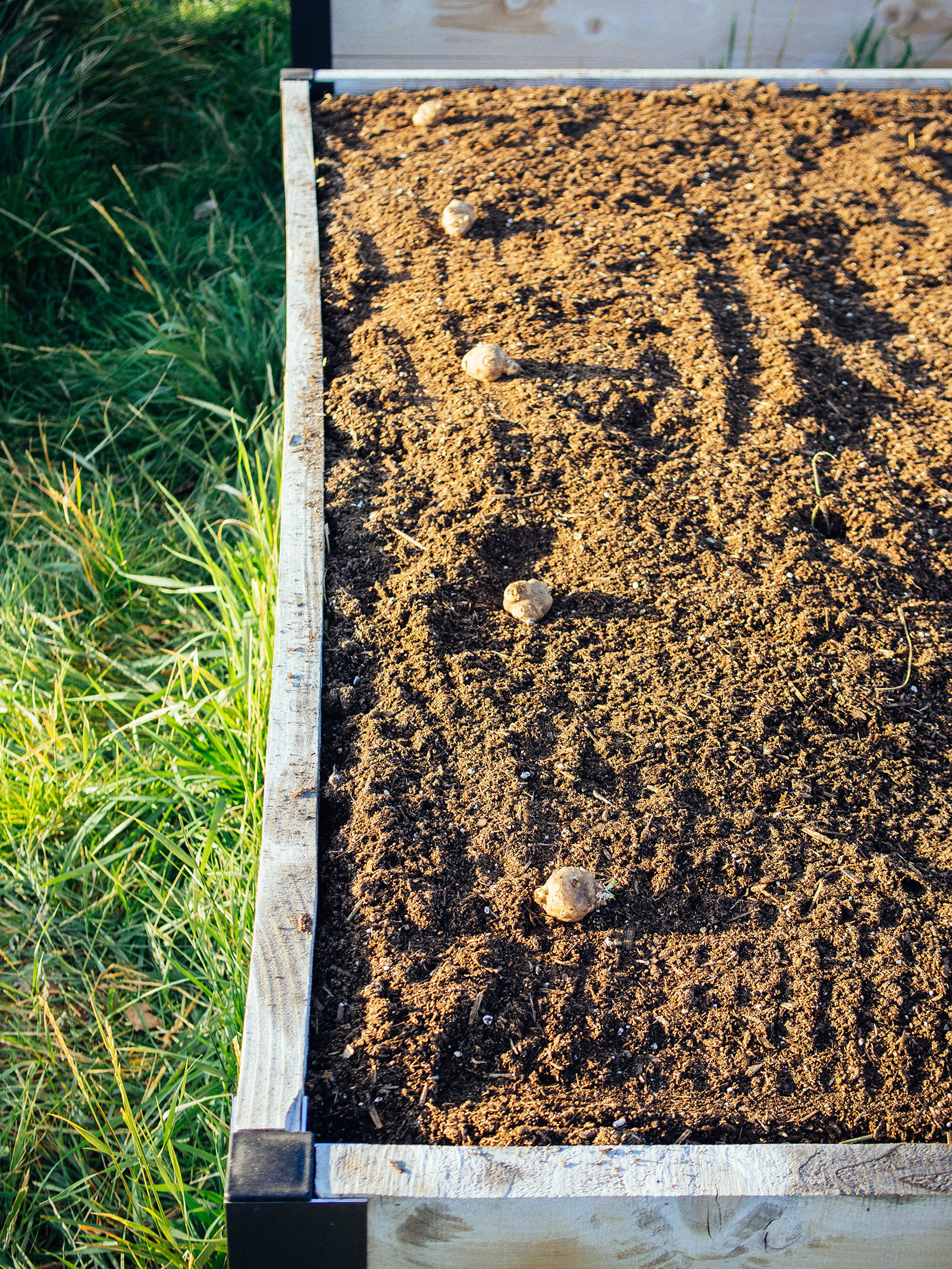Jerusalem artichoke tubers spaced out in a garden bed, ready for planting