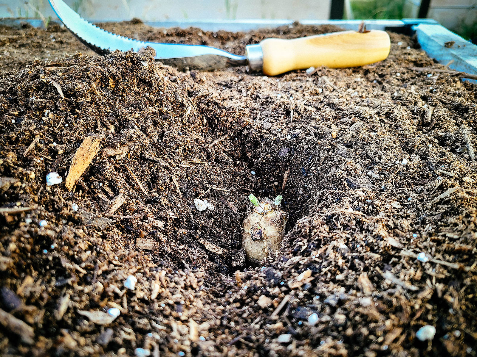 Jerusalem artichoke tuber planted in a garden bed