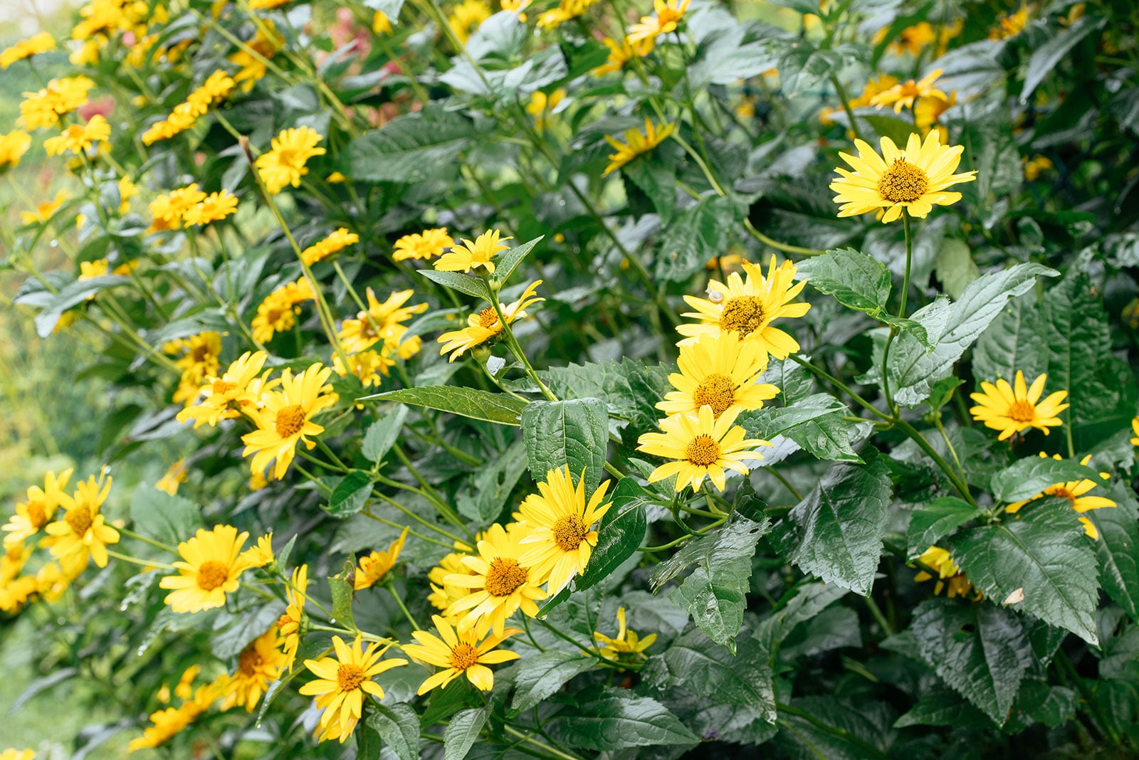 Bright yellow sunchoke flowers