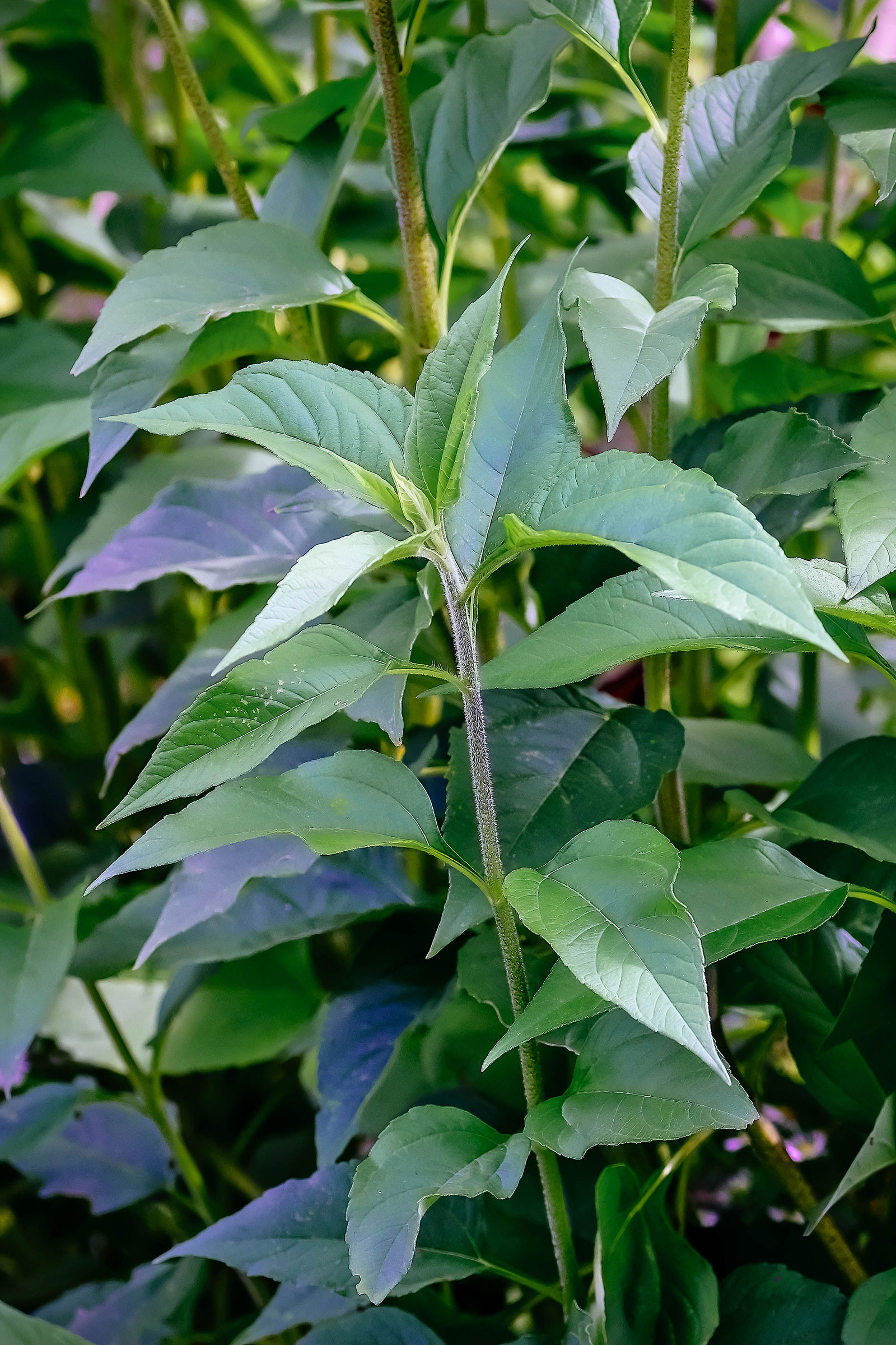 Jerusalem artichoke stalk full of leaves