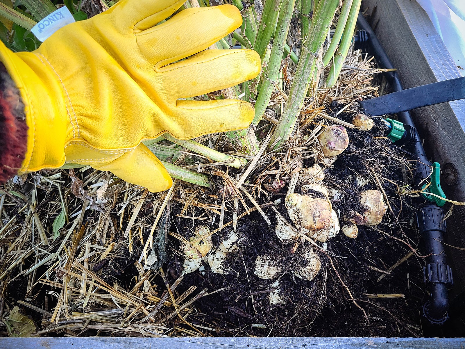 Hands holding a freshly dug harvest of Jerusalem artichoke tubers