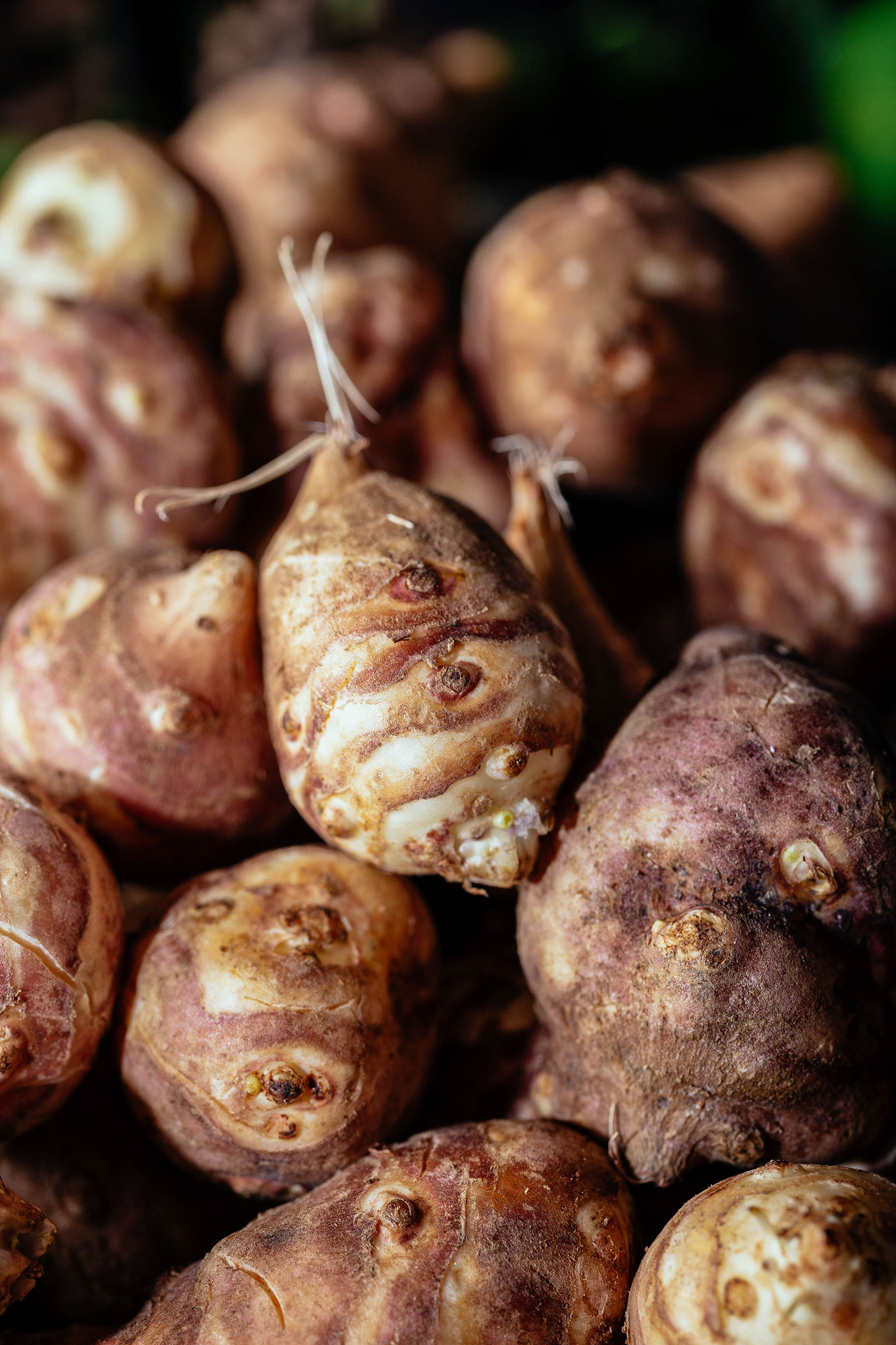 Close-up of sunchoke tubers