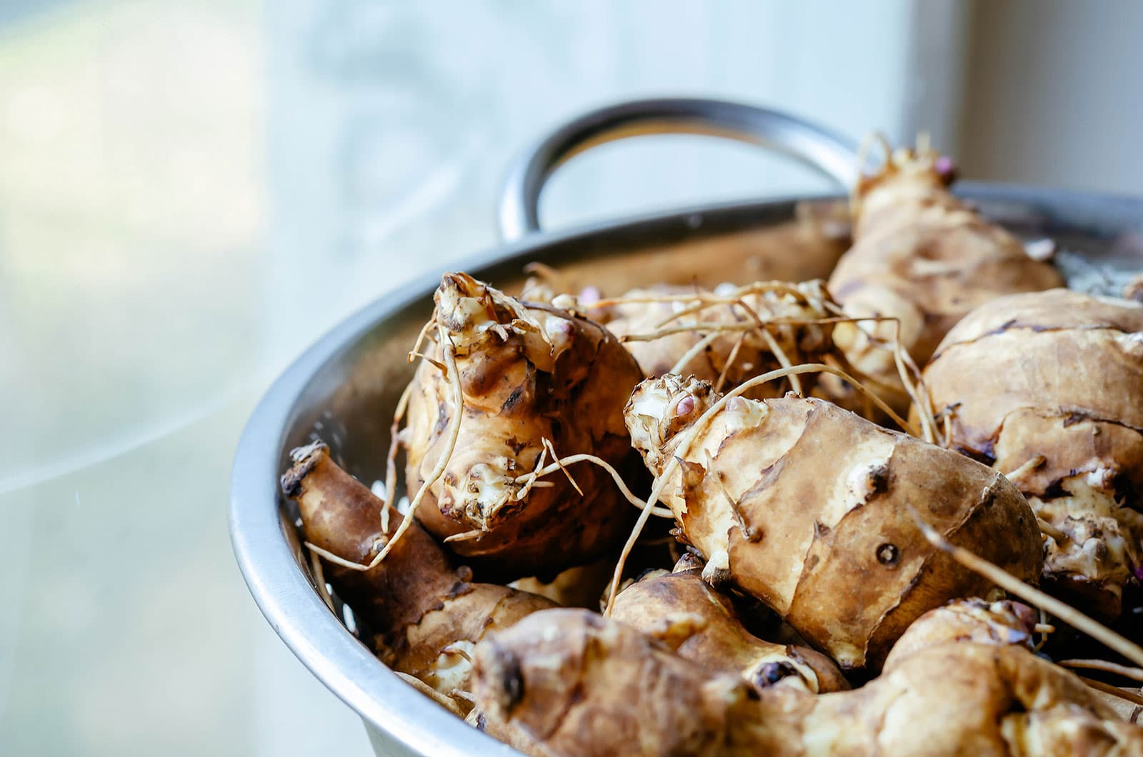 Sunchoke tubers piled together in a colander