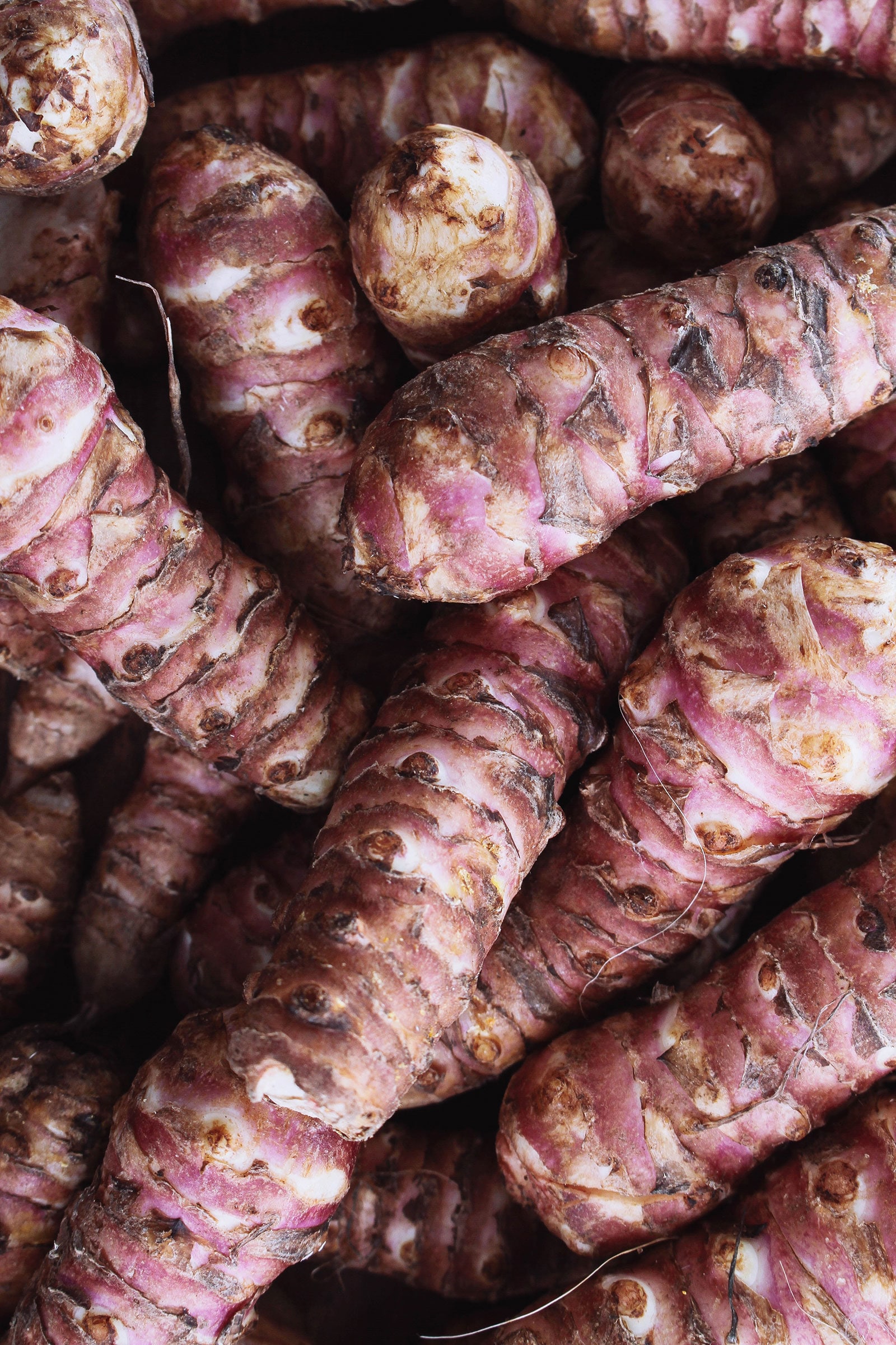 Magenta colored sunchoke tubers