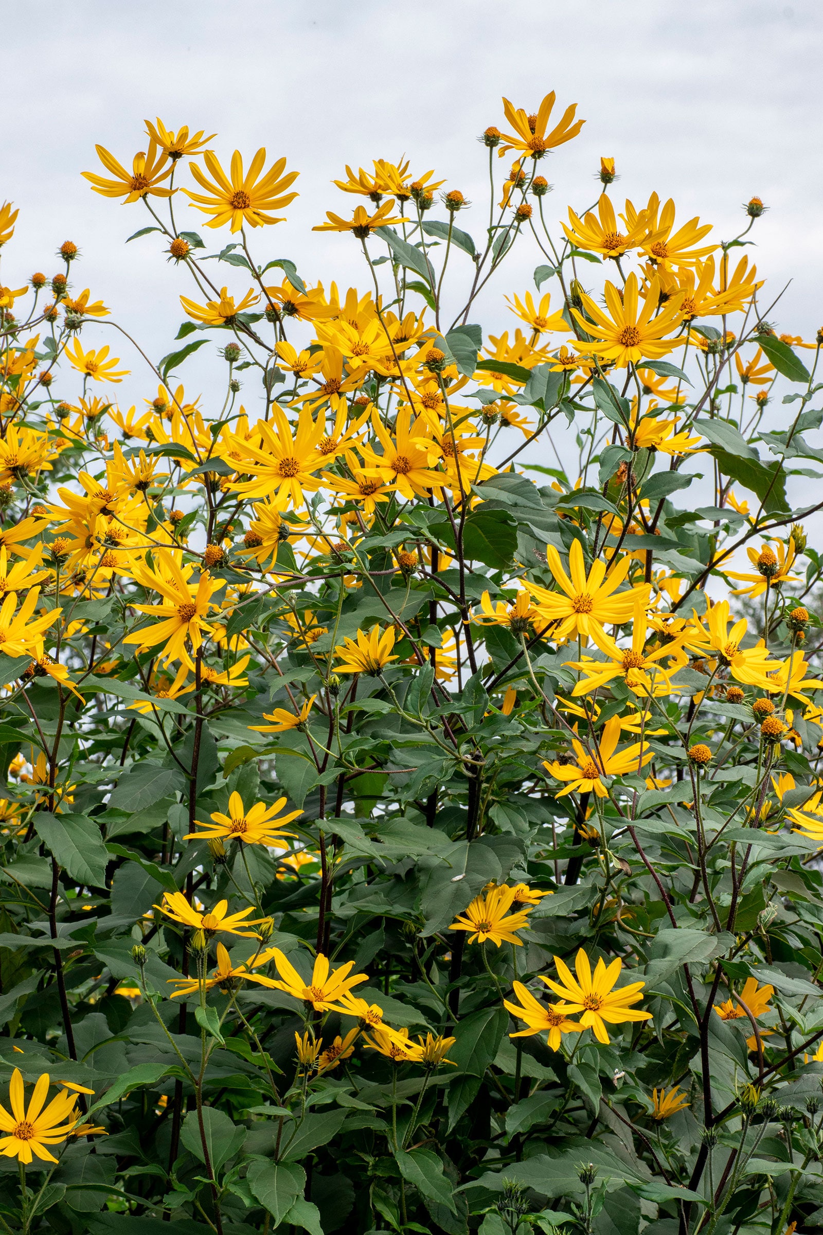 Large patch of Jerusalem artichokes (Helianthus tuberosus, or sunchokes) growing in a garden