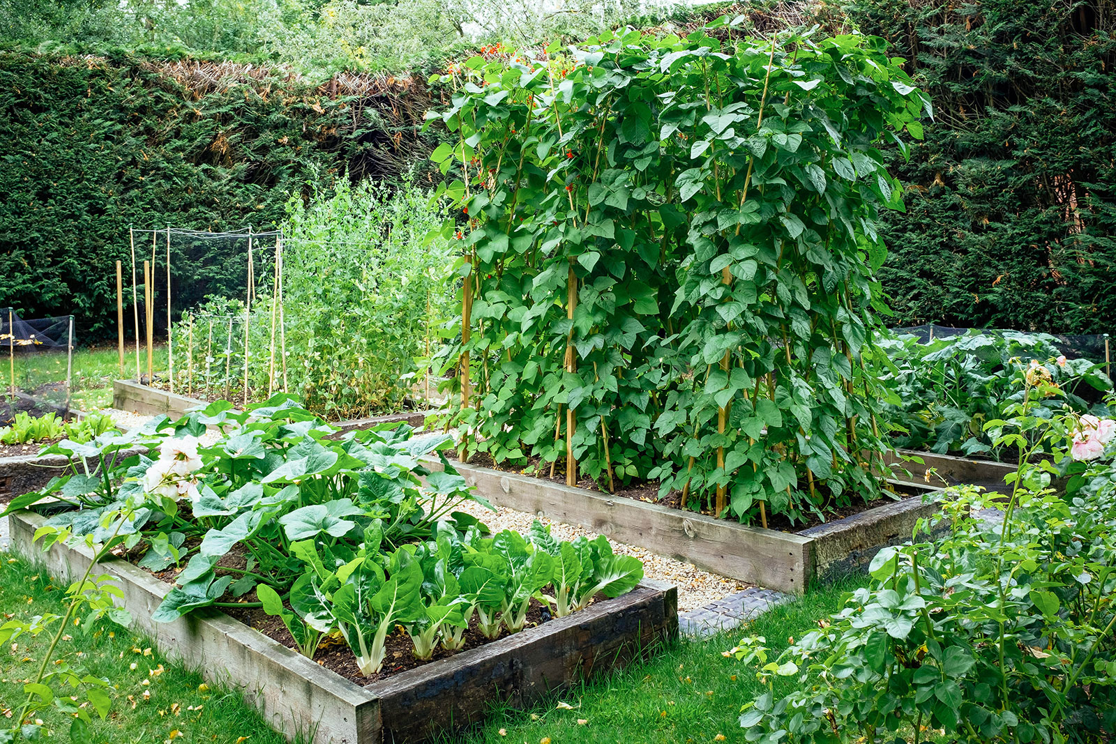 Vegetable garden planted intensively in raised beds