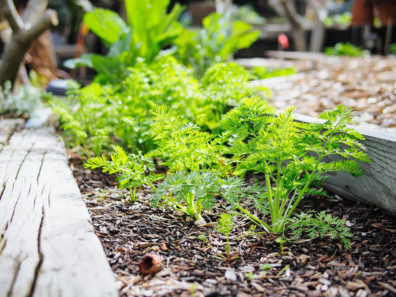 Carrots planted in a narrow raised bed