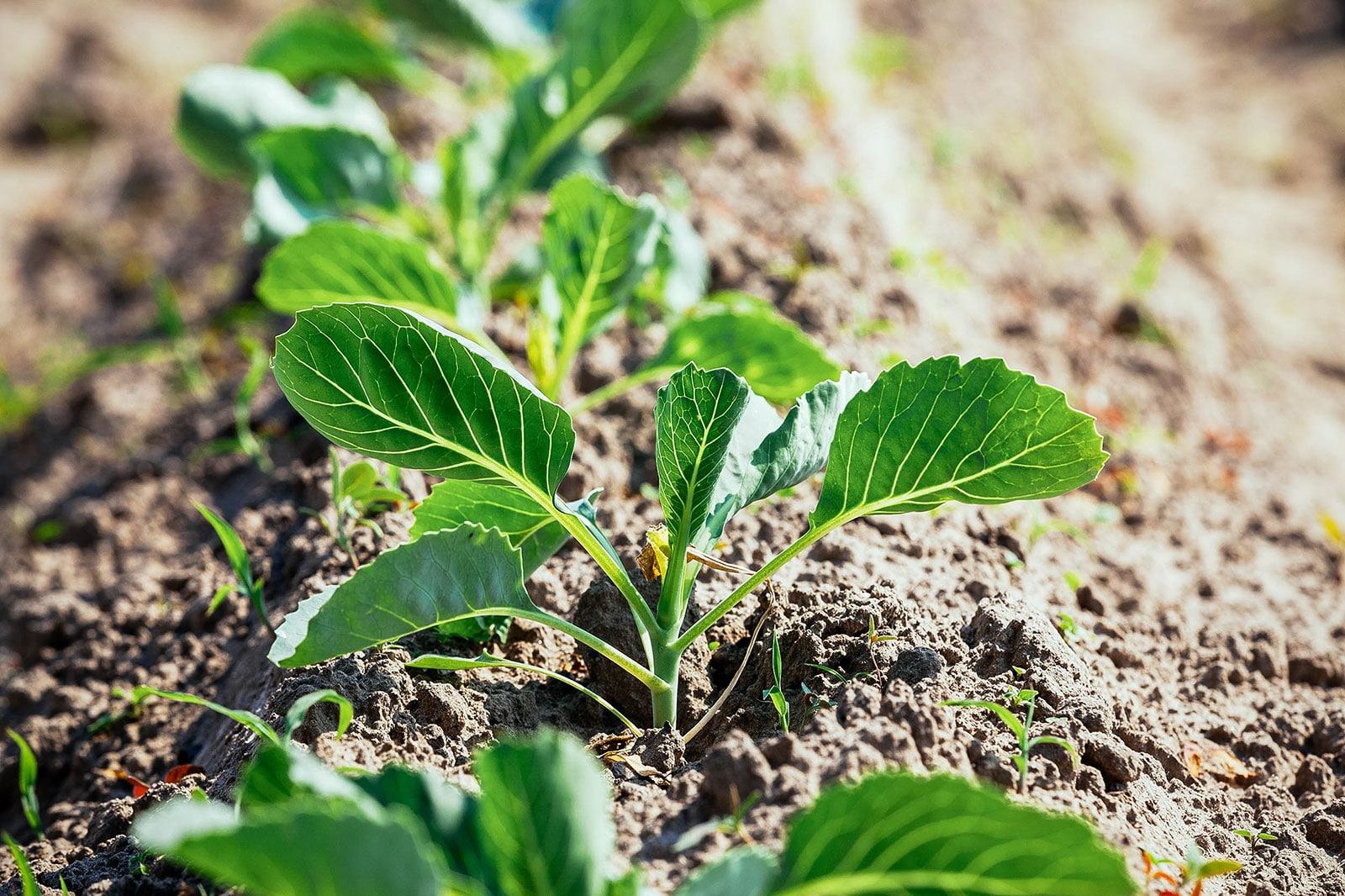 Cabbage seedlings planted in a garden