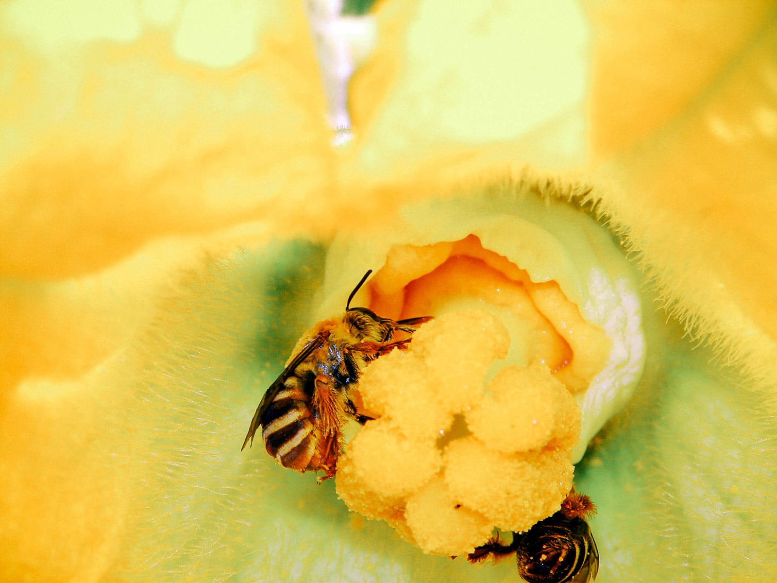 Squash bees (genera Peponapis and Xenoglossa) feeding on a squash flower