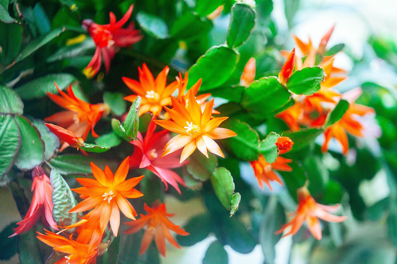 Christmas cactus in bloom with brilliant orange flowers
