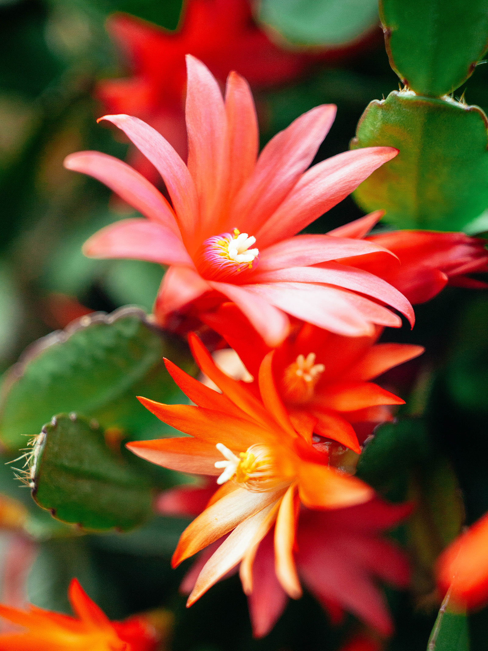 Close-up of red flowers on Christmas cactus plant