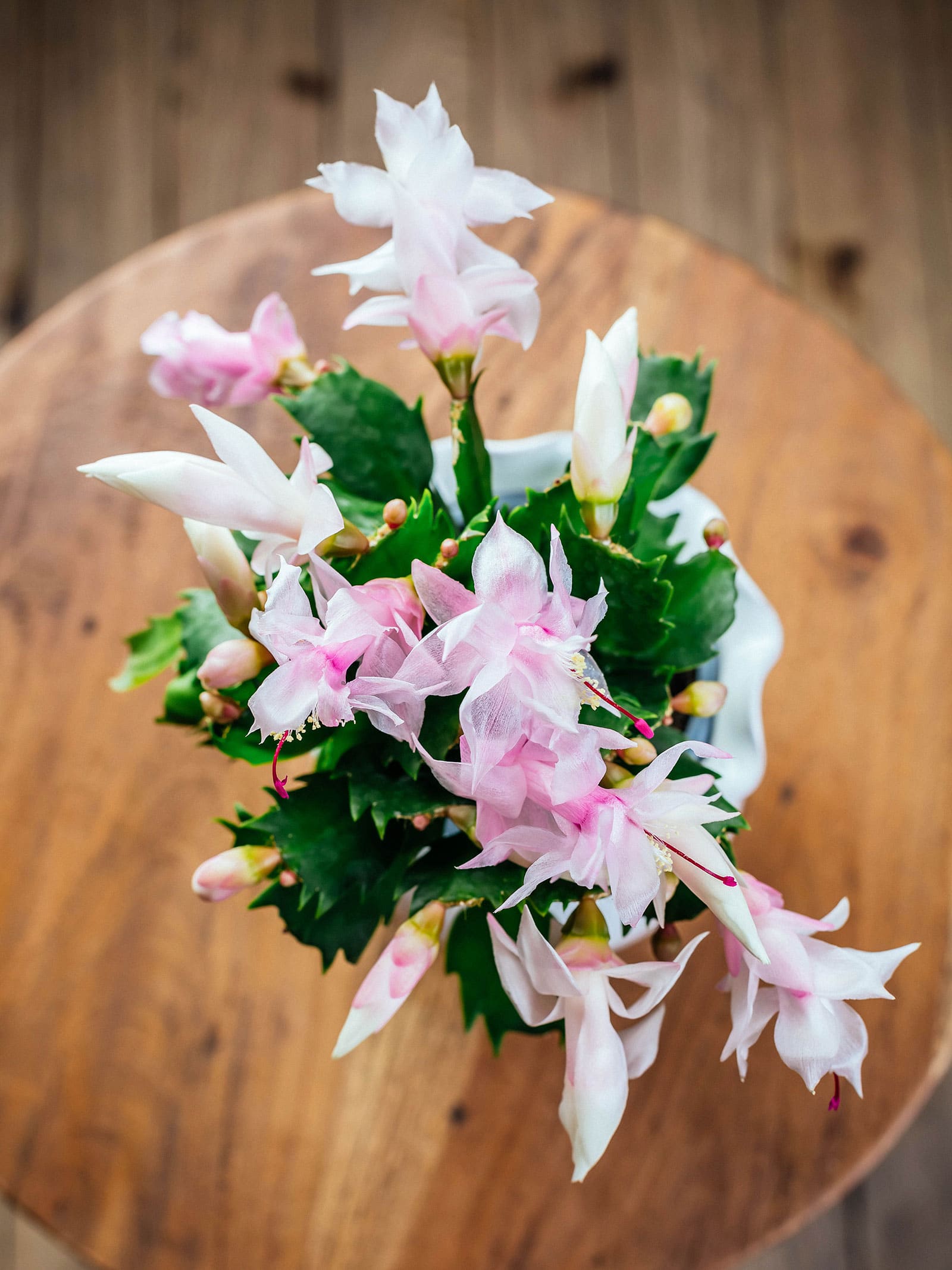 Overhead view of Christmas cactus houseplant on a round wooden table, covered in pink blooms