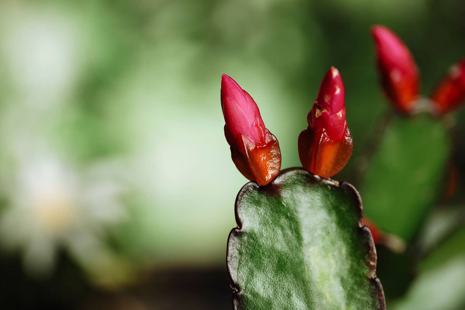Close-up of Christmas cactus leaf segment with two red flower buds