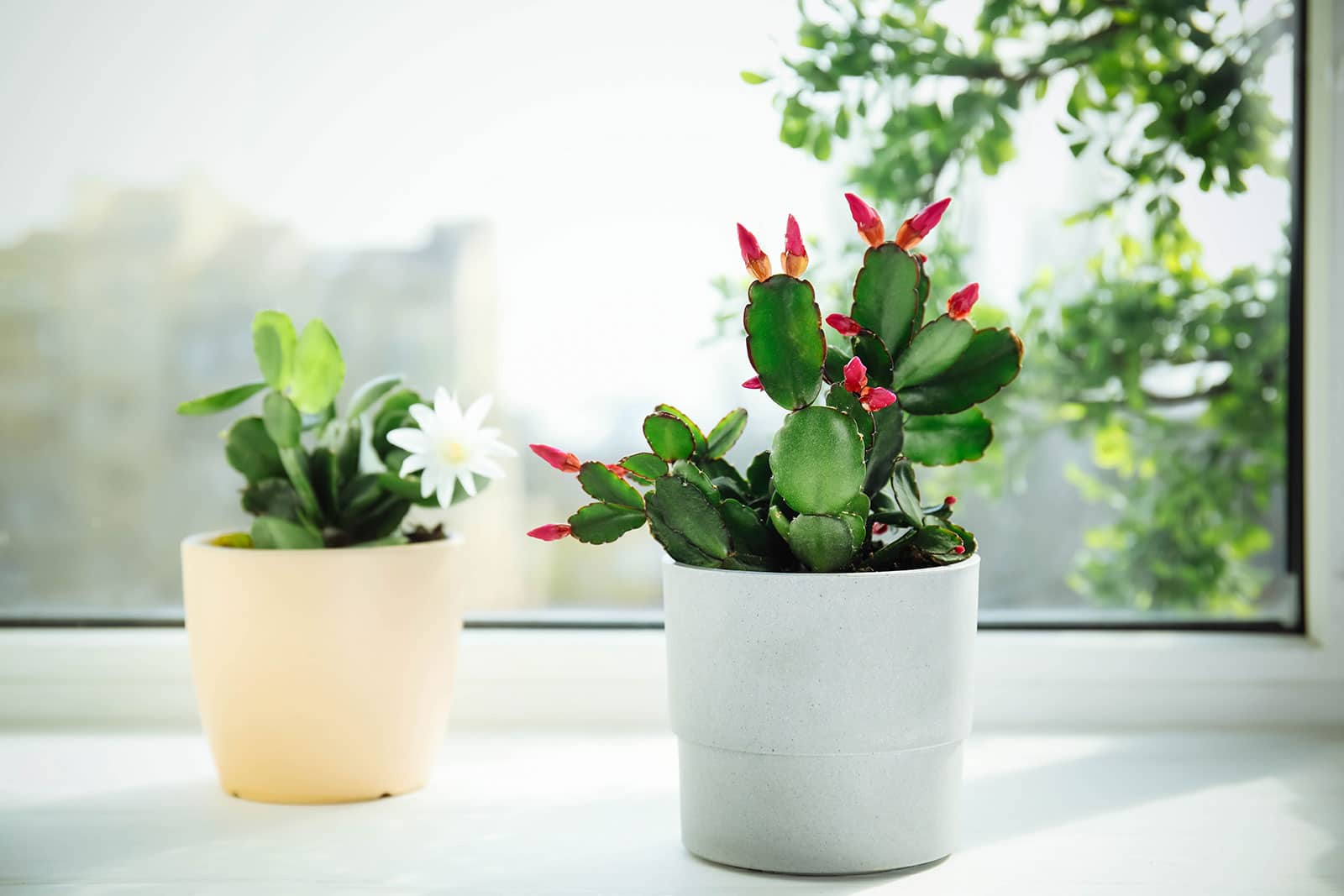 Two small holiday cactus houseplants sitting on a windowsill, the left pot has a white flower and the right pot has red flower buds