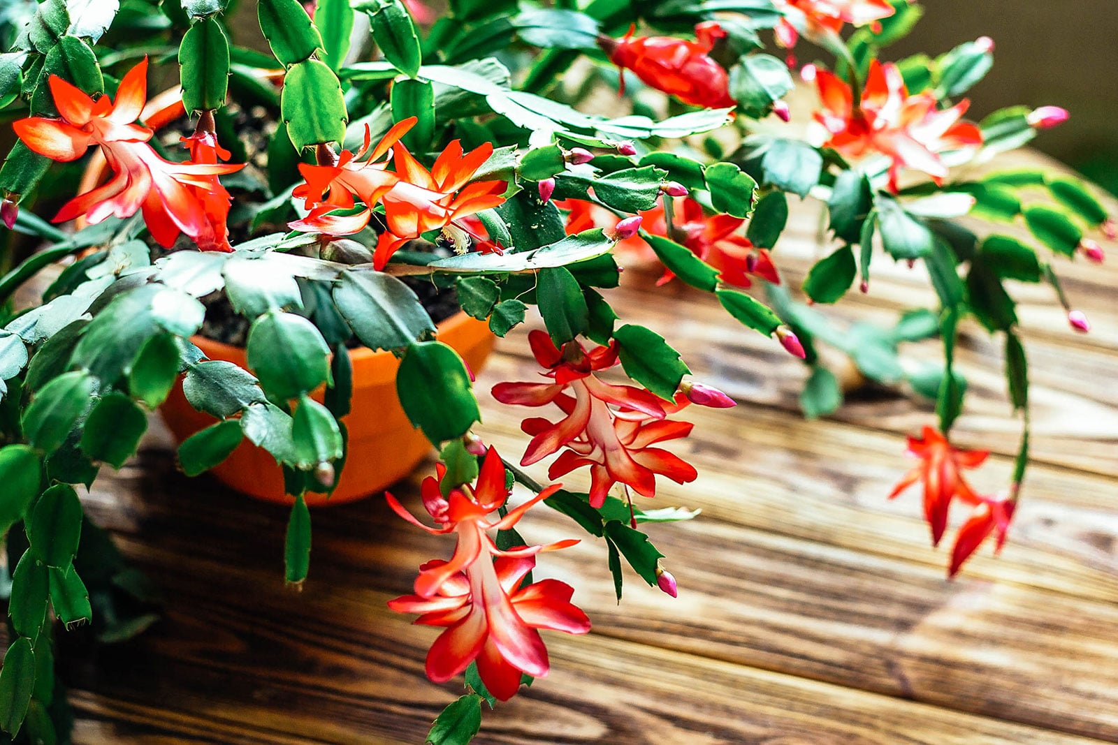 Holiday cactus plant (Schlumbergera) in an orange pot with reddish-orange blooms