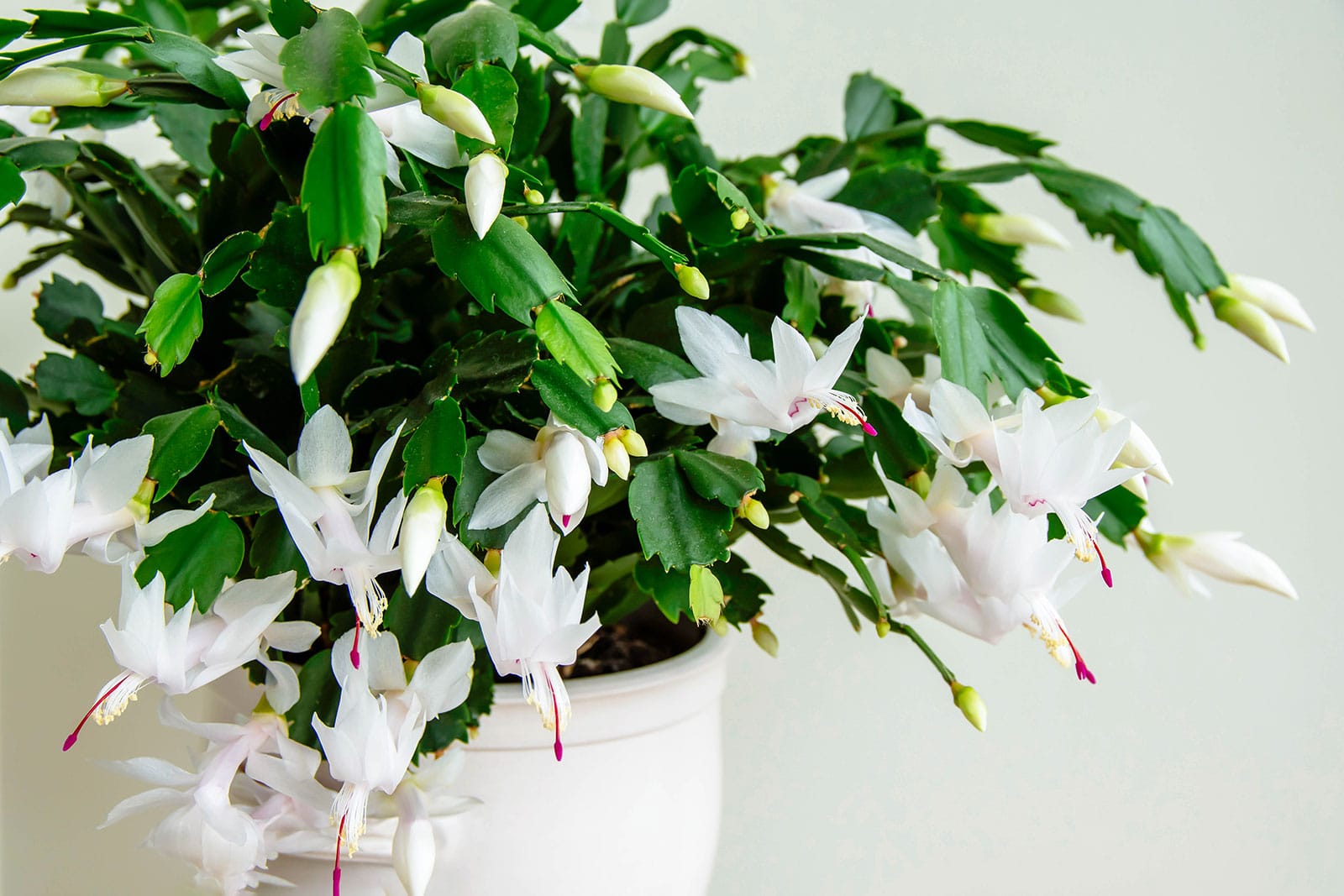 Thanksgiving cactus plant (Schlumbergera) in a white pot blooming with white flowers