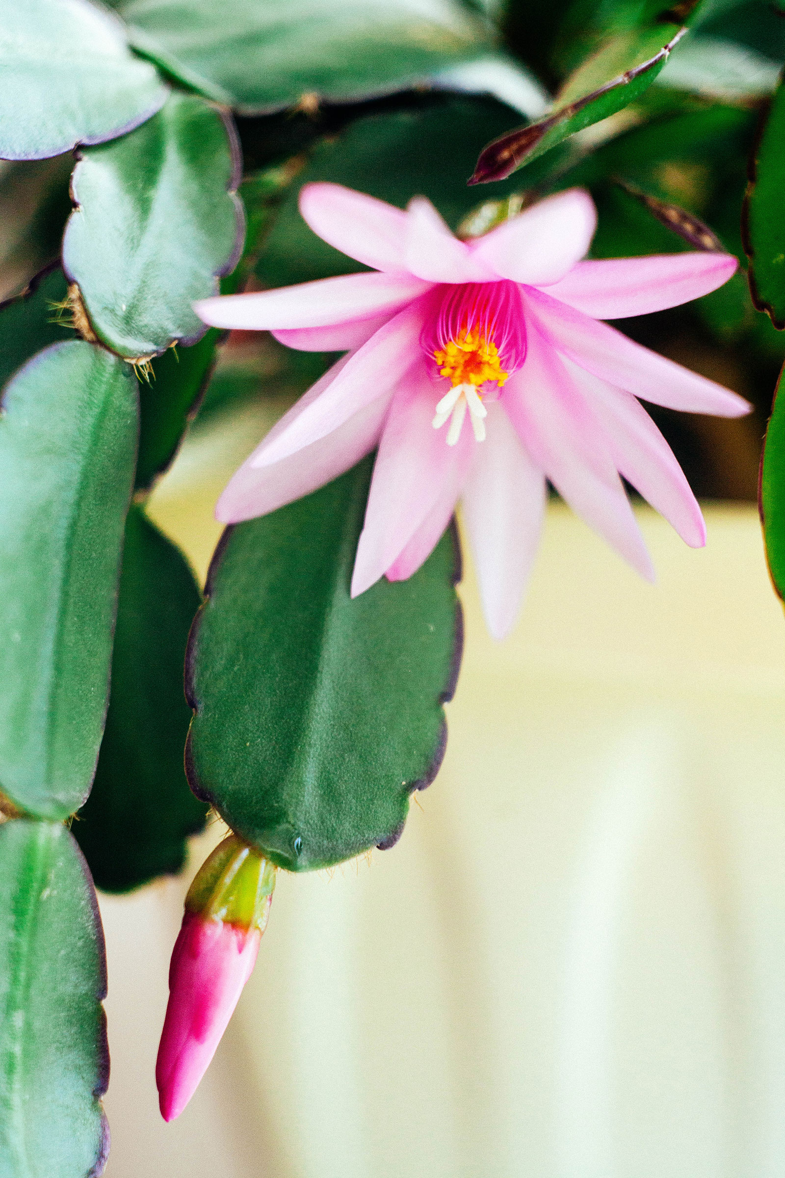 Close-up of holiday cactus houseplant with a pink flower and a pink flower bud