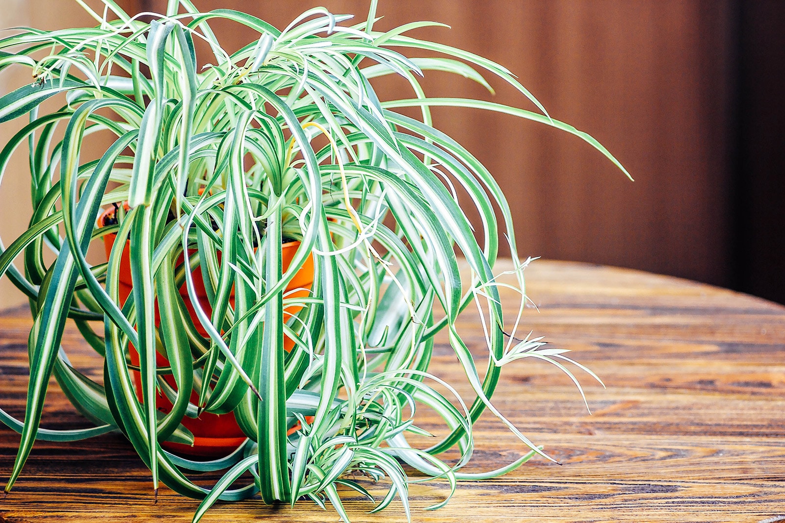 A bushy spider plant (Chlorophytum comosum) in an orange pot on a rustic wooden table