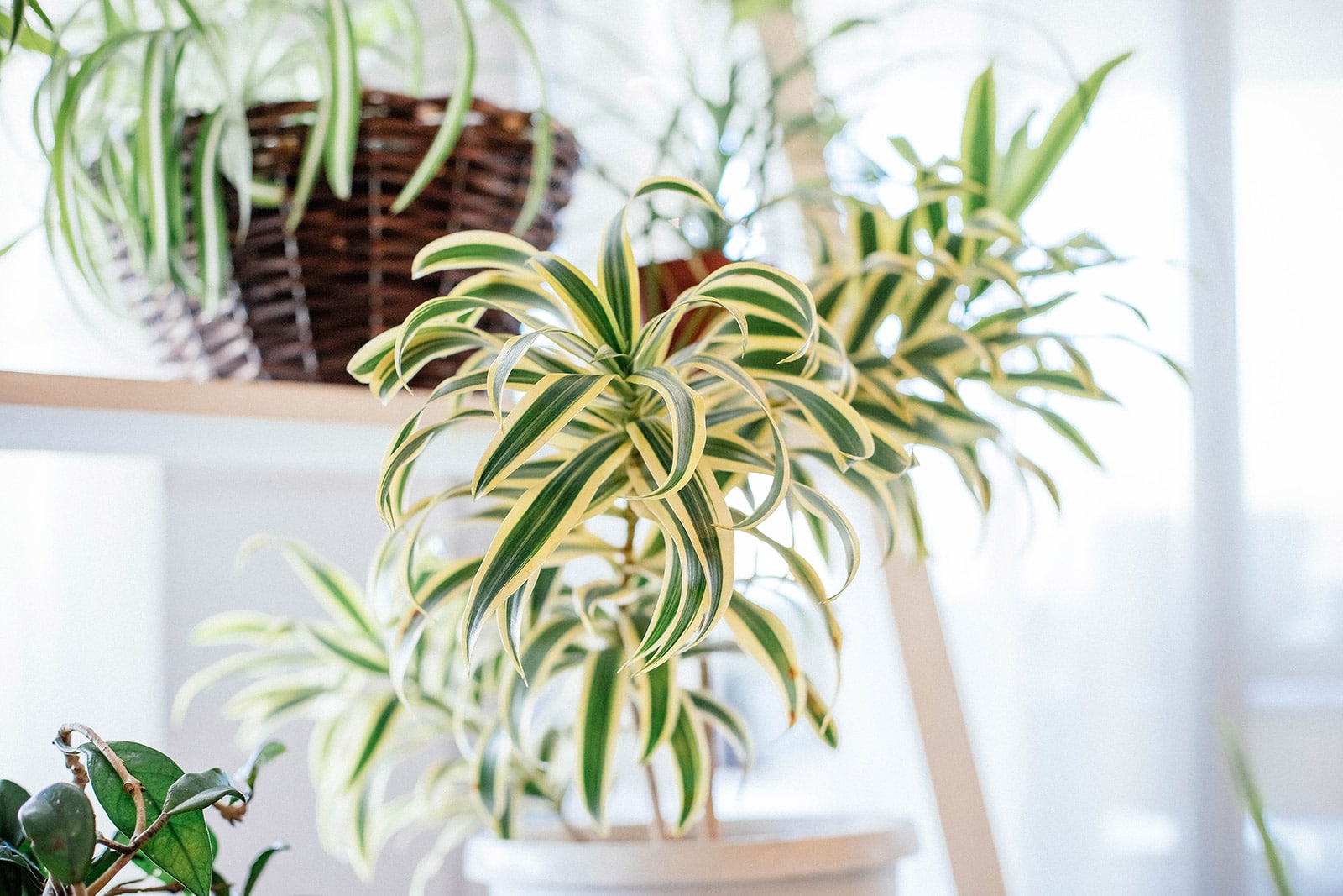 A bushy green and yellow pup (plantlet or spiderette) hanging off the end of a spider plant