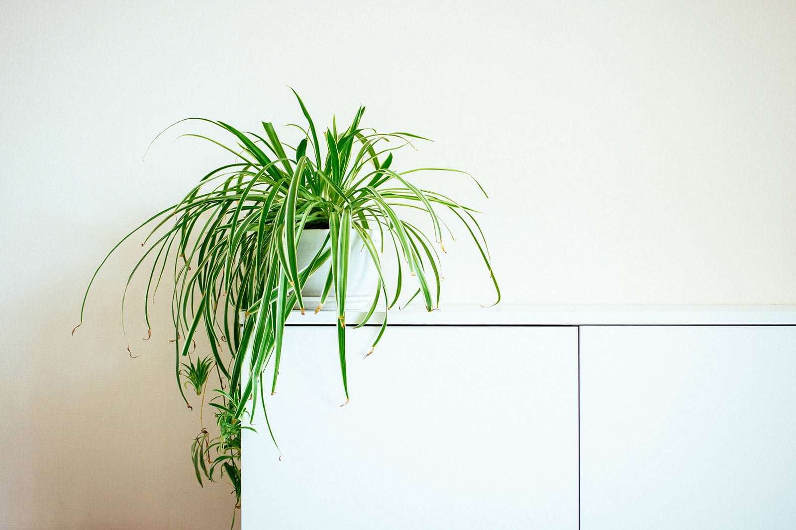 Spider plant (spider ivy) in a white pot perched on the edge of a white console table with pups hanging down